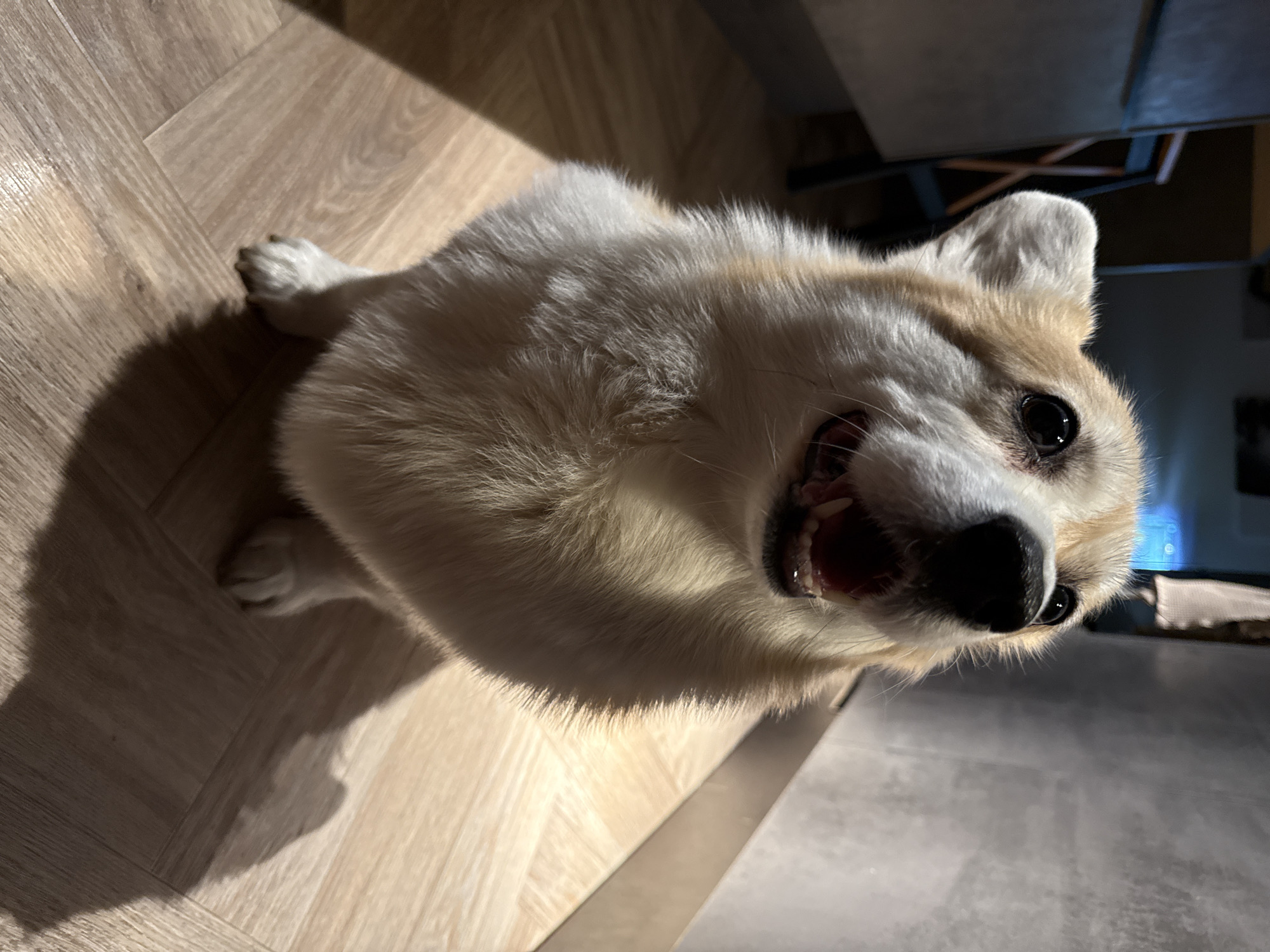 A tan and white corgi dog sits on a light brown wood-paneled floor. The dog looks up at the camera with its mouth slightly open, revealing its teeth. Its paws are visible on the floor. Shadows are cast across the floor. Part of a grey tile floor is visible on the right. A dark object resembling furniture is also partially visible. There is no indication of the location of the city of Krasnoyarsk, Russia.