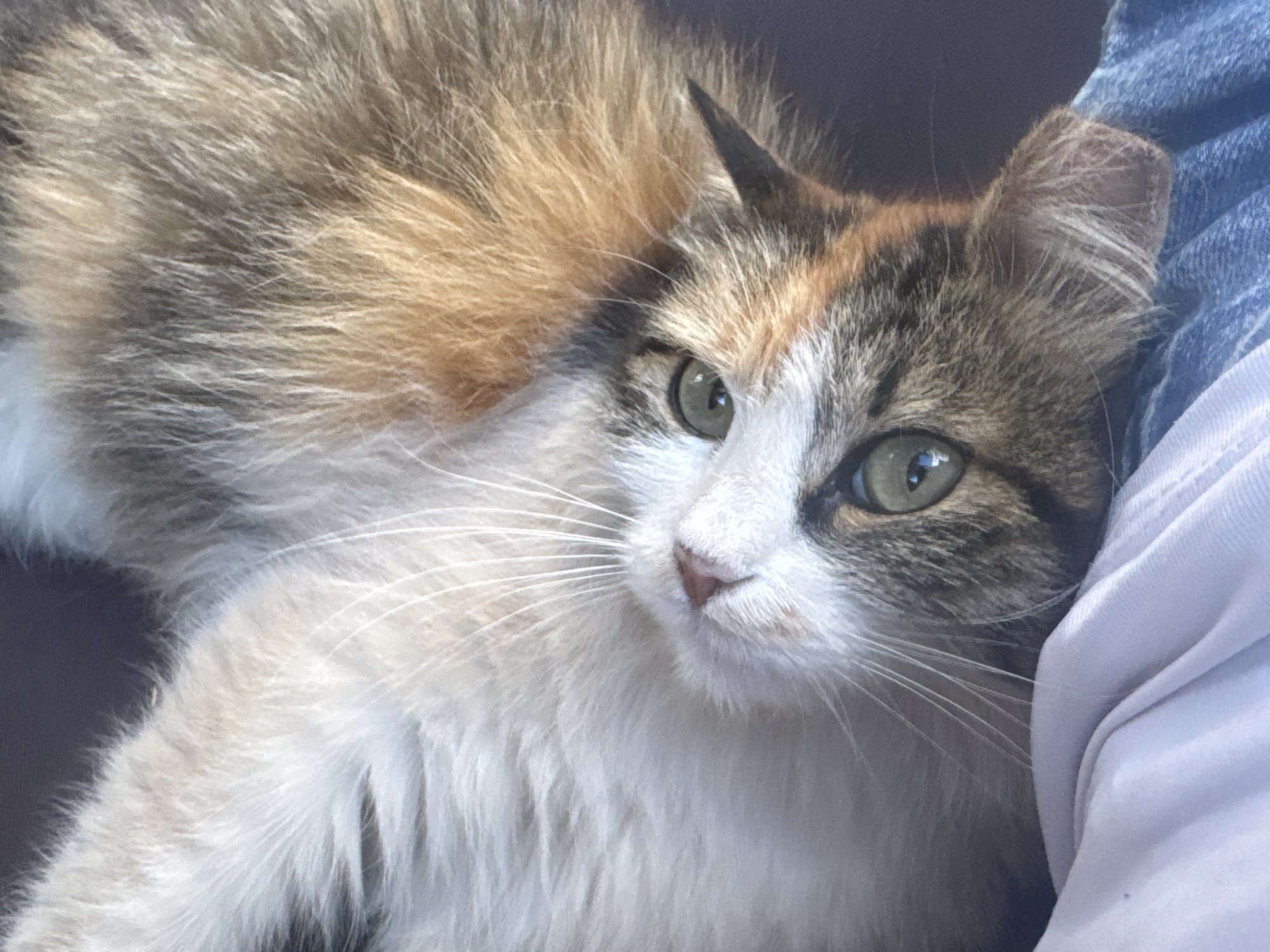 An upside-down, close-up, eye-level shot shows the face of a calico cat. The cat's fur is primarily white and tan, with patches of gray and black. Its eyes are large and green, and its whiskers are long and white. The cat's nose is pink. The background is a dark, solid color. There are no people or other animals visible. The scene is indoors, likely in a residential setting.