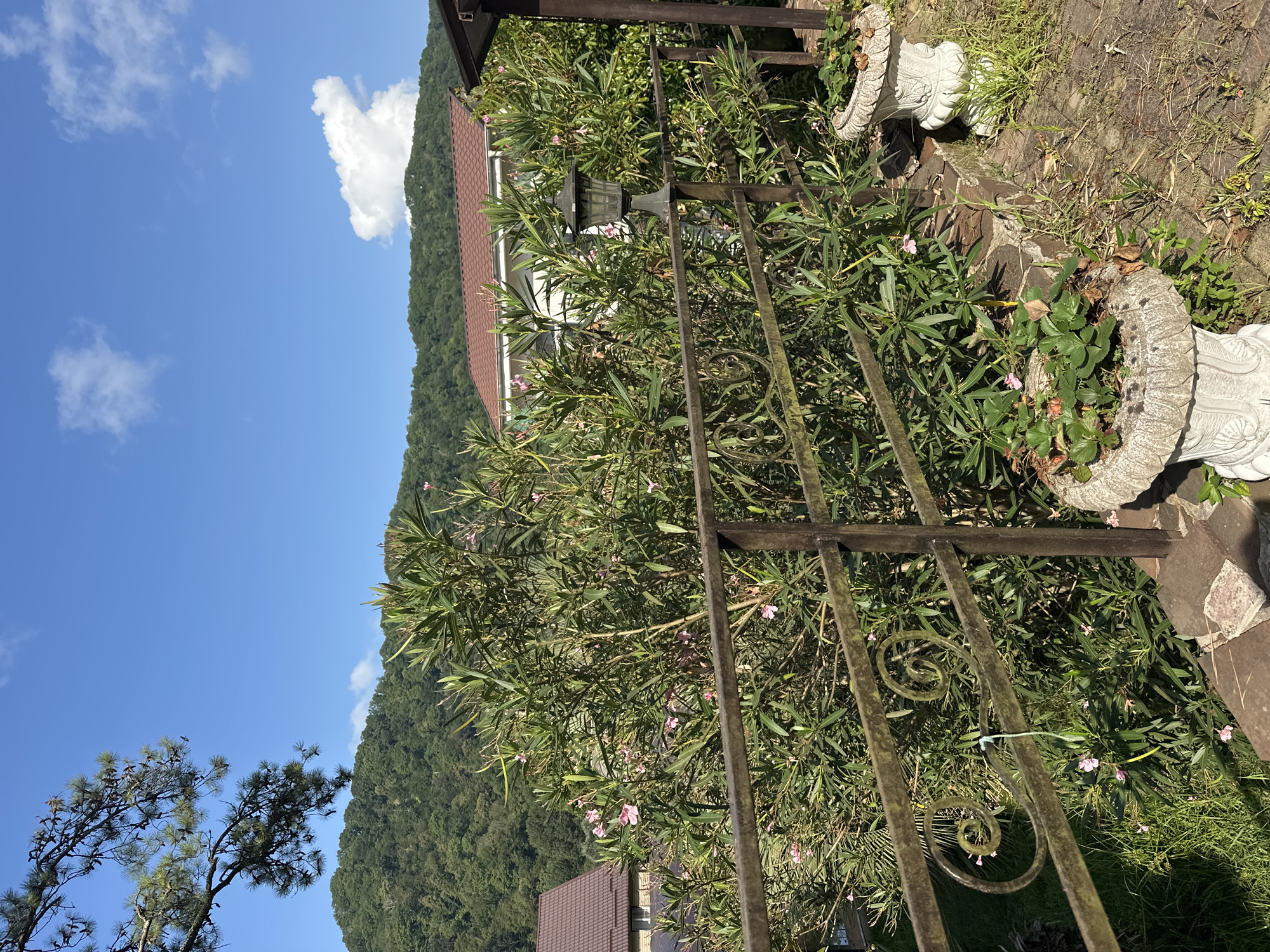 The image captures a sunny day in Sochi, Russia, with a focus on a section of a private residence's yard. In the foreground, a rustic metal railing with decorative scrollwork separates the viewer from a lush green bush with small pink flowers. Two ornate, stone planters, one in the foreground with strawberry plants and another slightly behind it with dried foliage, rest on a cobblestone path and a stone retaining wall. Behind the railing and bush, a part of a white house with a red-tiled roof is visible, nestled among dense green trees that cover a rolling hill in the background. The sky is a clear, vibrant blue with a few scattered white clouds. The overall impression is of a peaceful, residential setting in a hilly, green landscape.