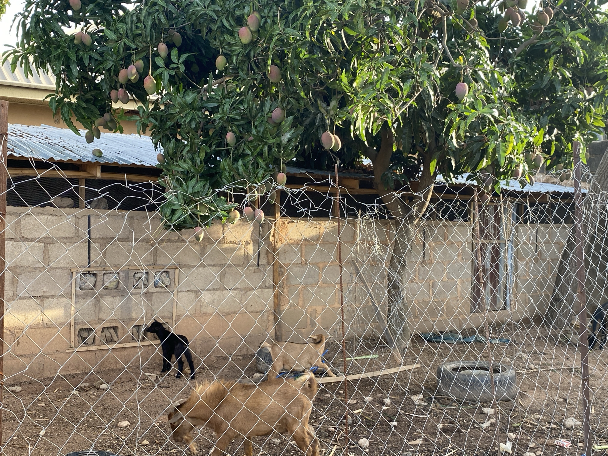 The image captures a rural or semi-urban outdoor scene, likely in Jos, Nigeria, featuring a large mango tree laden with ripening fruit and an enclosure containing goats. A prominent chain-link fence stretches across the foreground, separating the viewer from the main subjects.
The dominant feature is a lush green mango tree filling the upper half of the frame, bearing numerous mangoes that display shades of green, red, and purple, indicating they are either unripe or in various stages of ripening. Below the tree, behind the fence, is a simple enclosure with a dirt ground.
Inside the enclosure, several goats are visible. In the mid-ground, a light brown goat is walking towards the left. Further back, near a concrete block wall, a smaller, black goat stands near a wooden frame built into the wall, which appears to have ventilation holes or small openings. Another light brown goat is partially visible in the right mid-ground. The ground inside the enclosure is dry earth with scattered debris, including what looks like an old tire in the lower right.
A corrugated metal roof of a building is visible beneath the mango tree on the left, and another, less clear structure appears behind the tree on the right. The concrete block wall forms the back boundary of the enclosure. The lighting suggests it is daytime, possibly late morning or afternoon, with soft, warm light illuminating the scene. No discernible text is visible in the image.