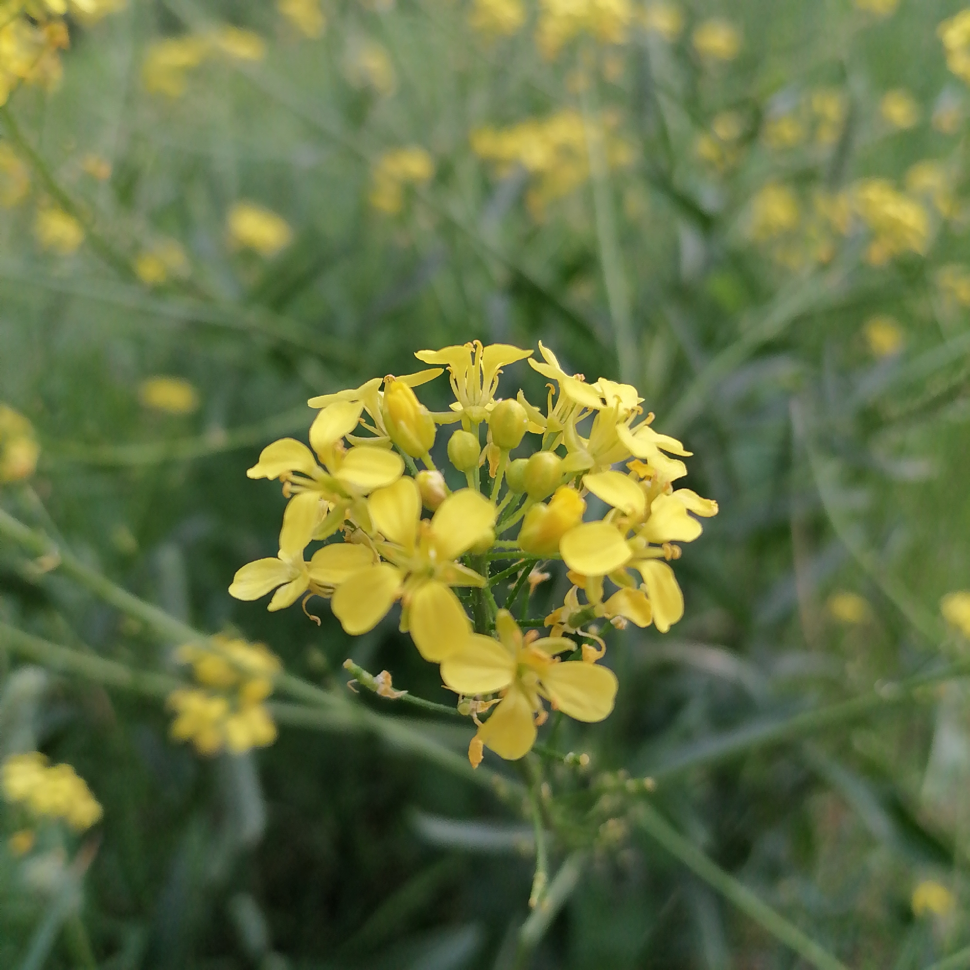 The image is a close-up, slightly blurred photograph of a cluster of bright yellow flowers on a green stem, set against a soft-focus background of more greenery and out-of-focus yellow flowers. The flowers are small, with four petals each, and appear to be in a natural, outdoor setting. There are no people or visible structures. The lighting suggests it is daytime, with natural light illuminating the flowers. The scene is peaceful and appears to be a detail shot of vegetation, possibly in a field or garden. The location is described as Trubacheyevka, Russia, but this context does not provide any visual cues within the image itself.
