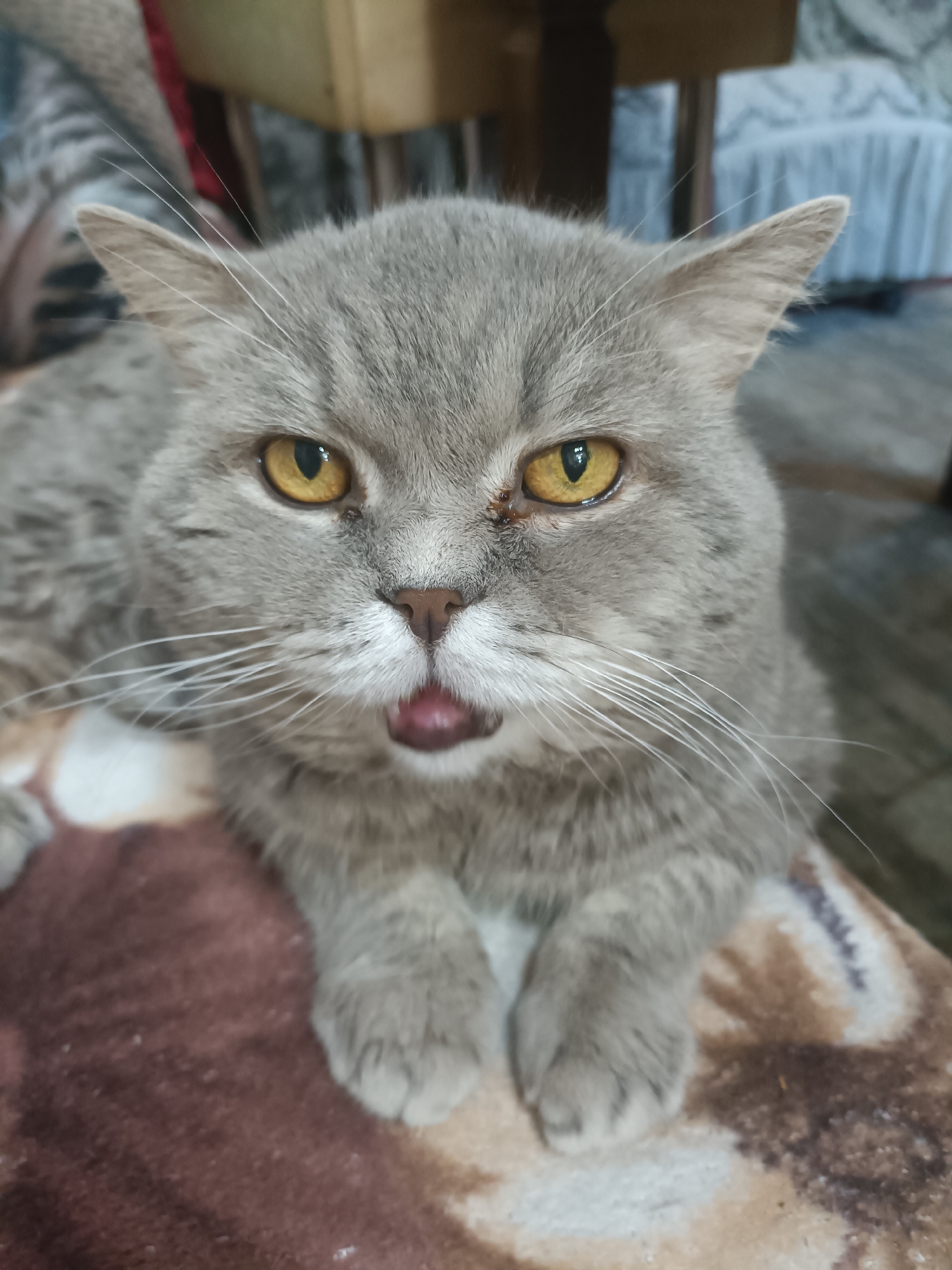 A close-up, eye-level shot shows a British Shorthair cat with grey fur and yellow eyes. The cat is facing forward with its mouth slightly open, revealing its tongue. Its front paws are resting on a patterned blanket. The background is blurred, but appears to be an indoor setting with furniture. The image was taken in Bataysk, Russia.
