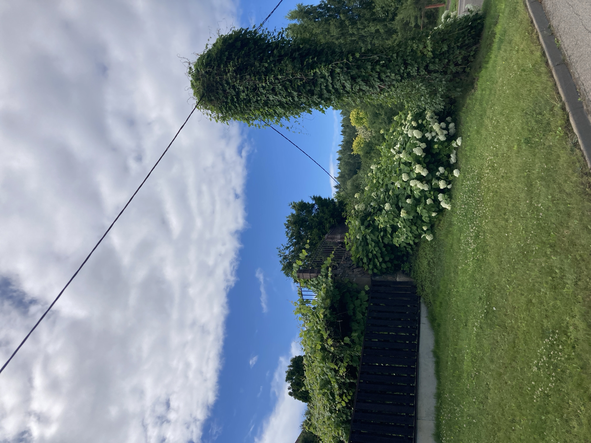 The image shows an outdoor scene with lush greenery under a cloudy blue sky. A black wooden fence runs along the left side of the frame, behind which is a stone wall topped with metal fencing, overgrown with dense green vines. In front of the fence is a well-maintained lawn dotted with small white flowers. To the right of the fence, a large bush with white blooms is prominent, and further to the right, a tall, thick column of green ivy climbs upwards, seemingly around a pole or structure, with a dark cable running diagonally across the sky above it. In the background, a dense forest can be seen, with some trees showing yellow foliage, suggesting it might be late summer or early autumn. The scene appears to be in a rural setting, possibly a residential area given the fence and manicured lawn.
