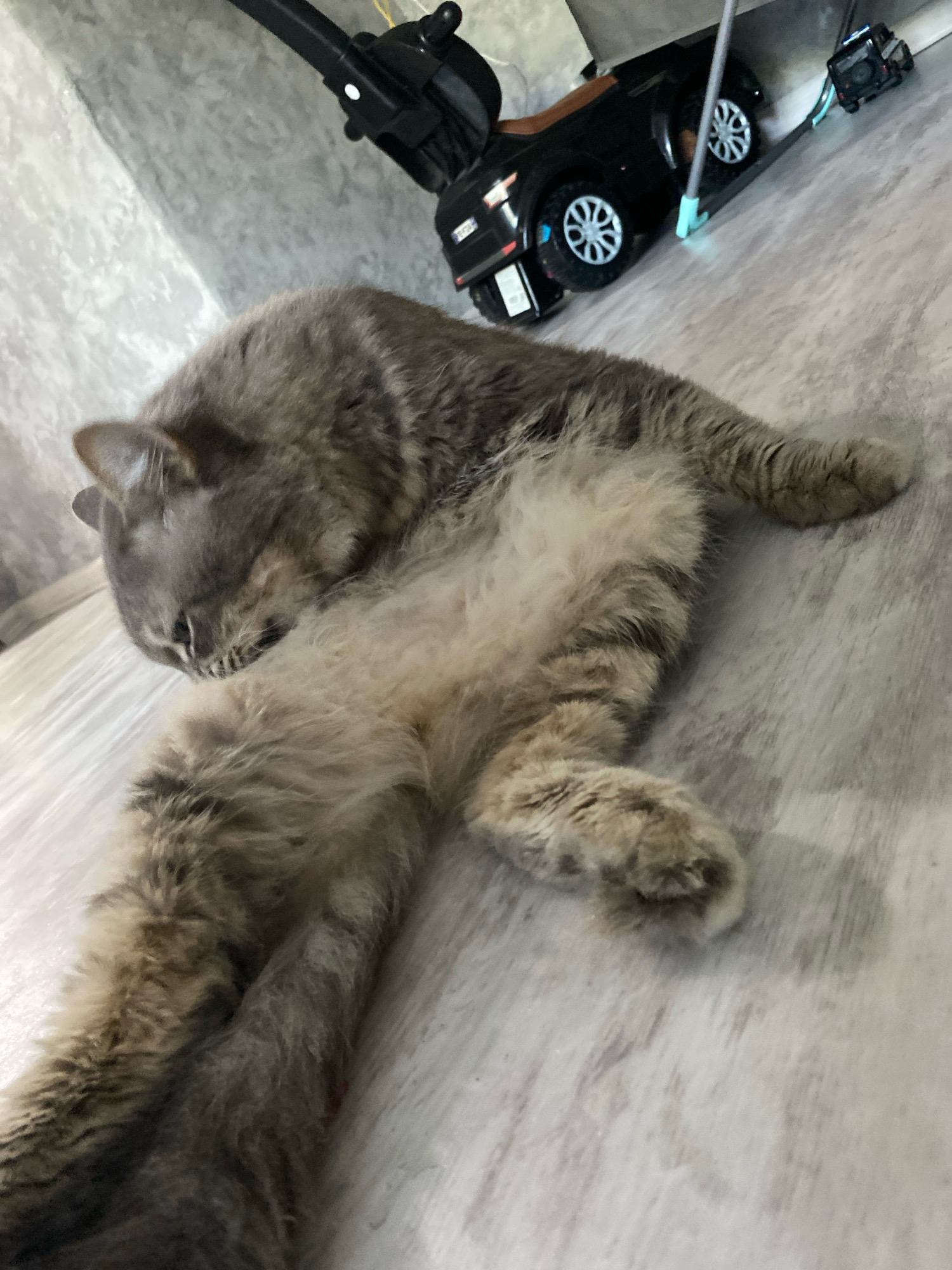 A fluffy gray tabby cat is lying on its side on a light-colored floor. The cat is curled up with its head resting on its paws and its eyes closed, appearing to be asleep. Its belly is light-colored and fluffy. In the background, a black toy car with silver wheels is visible, along with what appears to be a push toy or stroller. A dark-colored camera is attached to the toy car. The environment is indoors, with a textured wall in the upper left corner of the image. There are no people visible in the image. The location in the city of Oktyabrsk, Russia cannot be determined from the visual information provided.