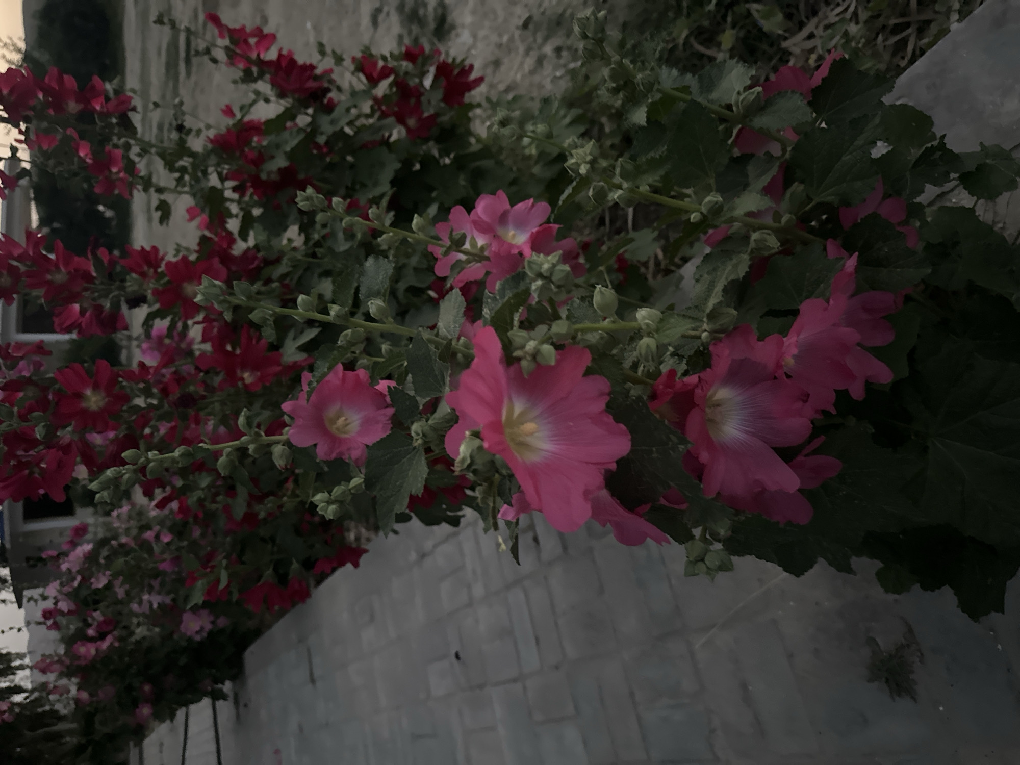 The image captures a vibrant and densely flowered plant, likely a type of mallow or hollyhock, covered in numerous blossoms and foliage. The flowers are predominantly in shades of pink, ranging from bright fuchsia to a softer, lighter pink, many featuring distinct white or pale yellow centers. Abundant green leaves and numerous unopened flower buds are visible throughout the plant, indicating its health and lushness.
The scene is presented in low light, suggesting either dusk, dawn, or an overcast day, which lends a soft, muted quality to the colors and creates subtle shadows among the leaves. In the lower right portion of the image, a light-colored, textured surface, resembling a brick wall or paved ground, is partially visible. The plant itself appears to be growing alongside or over this structure. The background further behind the plant is dark and out of focus, consisting of more green foliage and indistinct forms. There is no discernible activity taking place, and no people or visible text are present in the frame. The overall atmosphere is serene and natural.