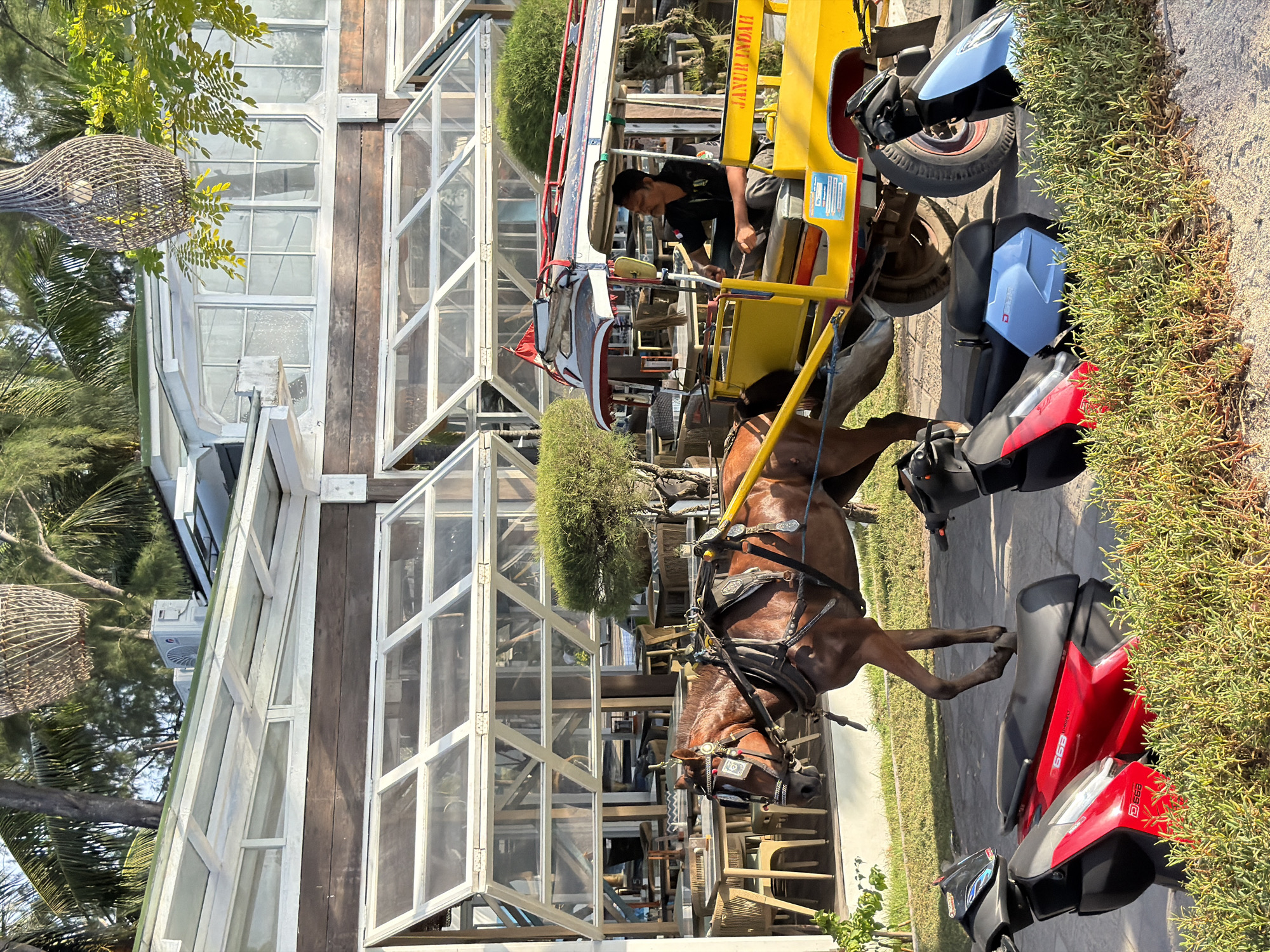 In Unknown, Indonesia, a horse-drawn carriage, painted yellow and adorned with a red trim and a white canopy, is situated on a paved surface. A man, dressed in a dark shirt and pants, is seated in the carriage, appearing to be the driver. The horse, a brown mare with a dark mane and tail, is harnessed to the front of the carriage. Two scooters, one red and the other a lighter shade of blue, are parked in the foreground, partially obscured by lush green foliage. Behind the carriage, a building with a wooden exterior and a glass-paneled roof extends across the scene. The environment is outdoors, with palm trees and other greenery visible in the background.