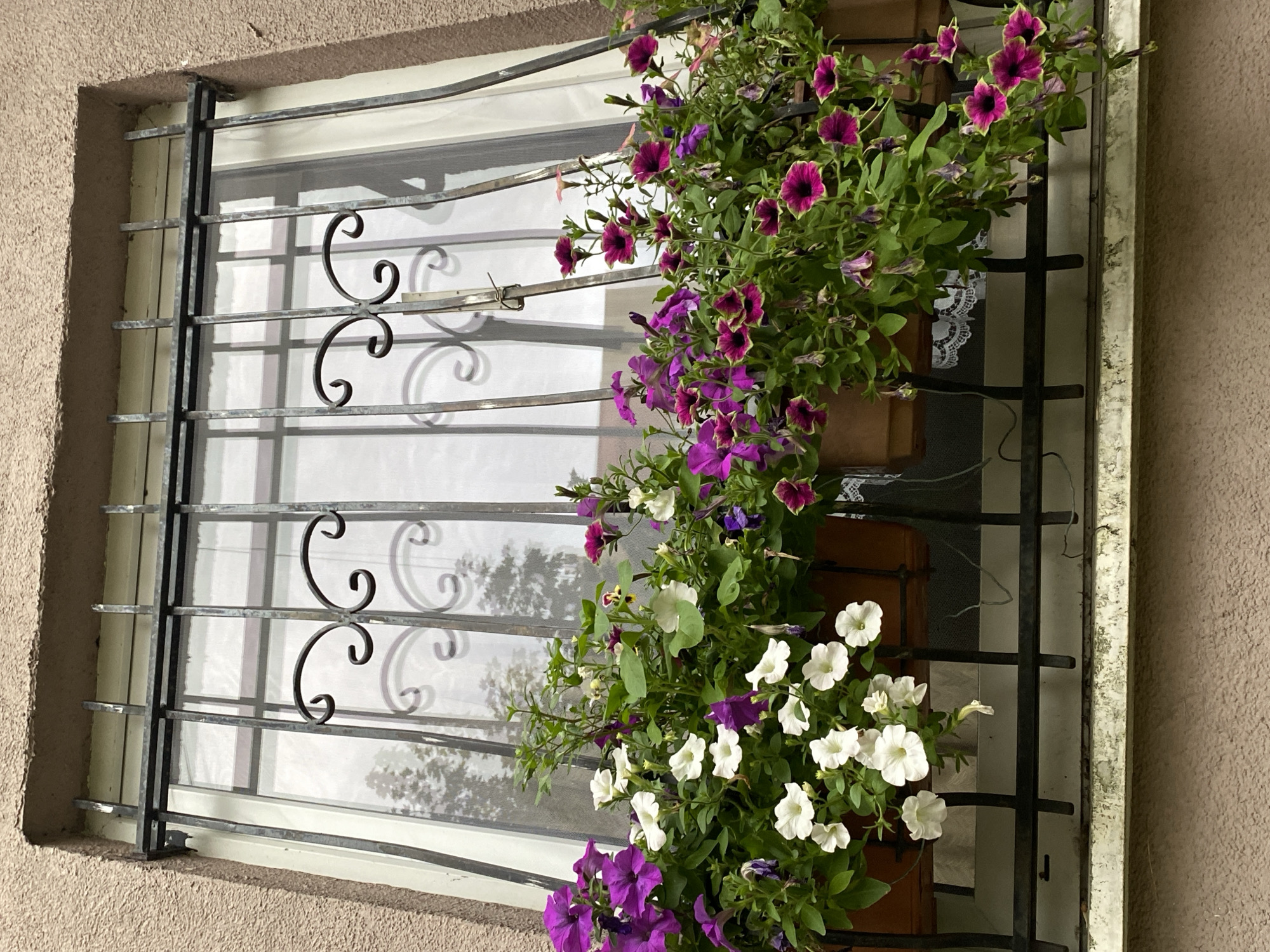 The image shows a window on a building with a wrought iron grate. Below the grate, there are two window boxes filled with flowering plants. The plants are a mix of white and purple petunias. The window itself is covered by a sheer white curtain, and the window grate has decorative scrollwork. The building exterior is a textured light brown stucco. The image appears to have been taken during daylight hours, possibly on an overcast day, as the light is diffused and there are no strong shadows. The scene is set in Kaliningrad, Russia.