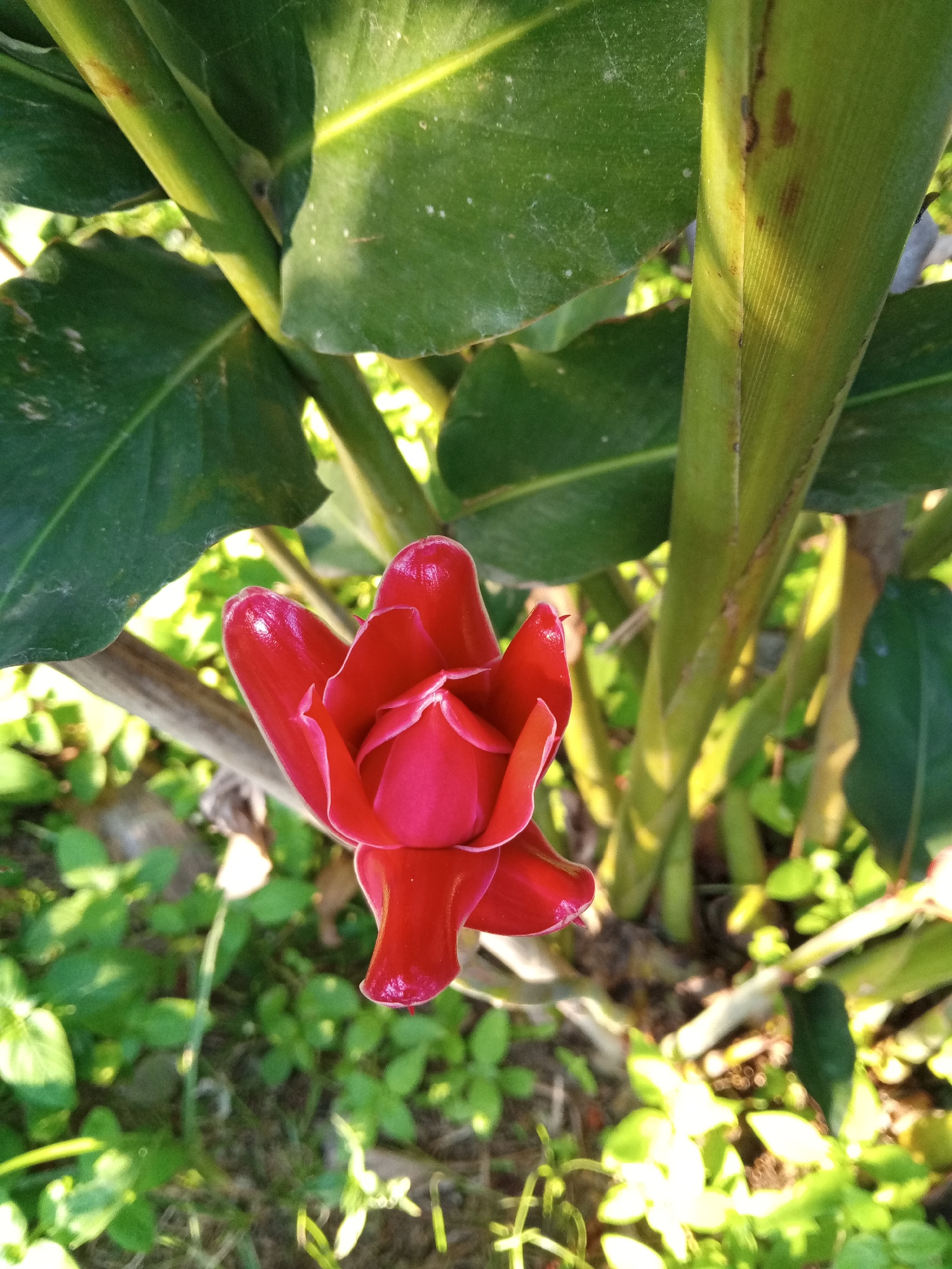 In Palohigeuh, Indonesia, a bright red torch ginger flower, still partly closed, is the central focus of the image. The bloom, with its waxy, vibrant petals, is nestled among large, green leaves and thick, ribbed stems of the plant. The surrounding environment is a natural setting, with lush green foliage and dappled sunlight illuminating the scene, suggesting it is outdoors during the day. The ground below is covered with smaller green plants and patches of soil. The overall impression is one of natural beauty and vibrant color in a tropical setting.