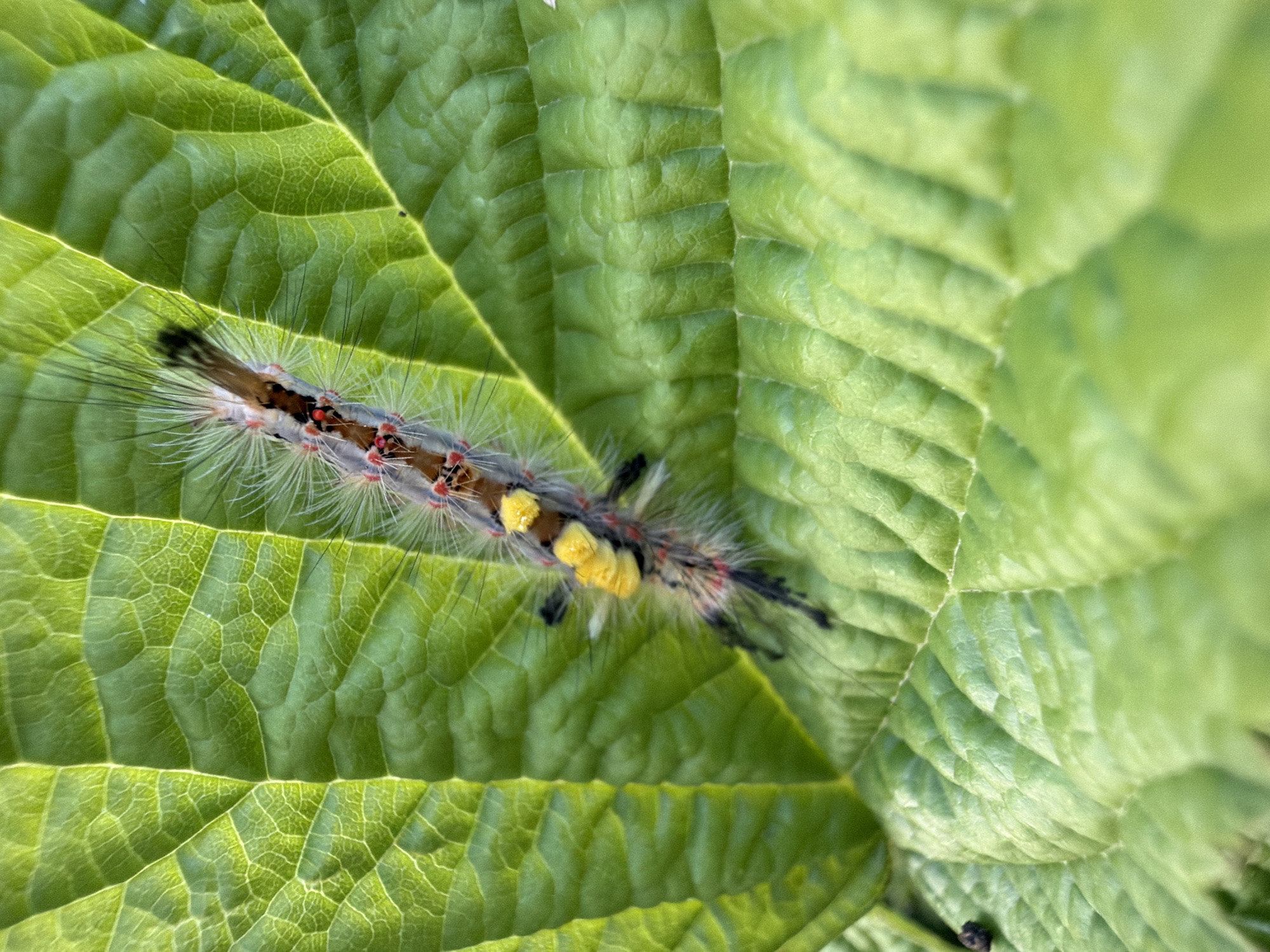 In Madona, Latvia, a colorful caterpillar with white, black, and red tufts, and yellow markings, is seen crawling on a vibrant green leaf. The leaf exhibits prominent veins and textured surfaces, indicating it is likely a plant in an outdoor setting within the city. The focus is on the intricate details of the caterpillar and the leaf.