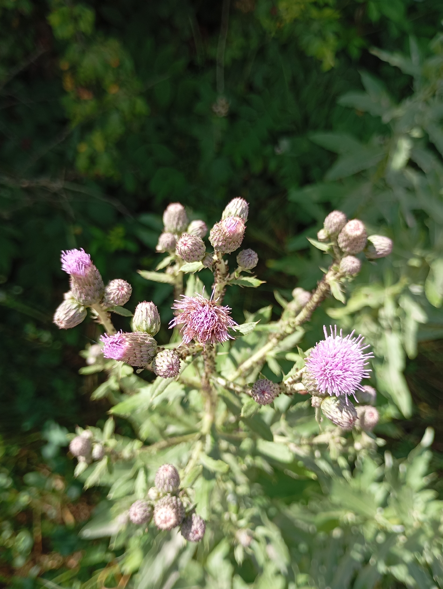 The image depicts a cluster of thistle plants in bloom, set against a backdrop of blurred green foliage. Several of the thistle flower heads are open, displaying delicate pink petals, while others appear as closed buds. The plants are growing in a natural, outdoor environment, likely a meadow or roadside, as suggested by the presence of wild greenery. The scene is lit by natural sunlight, creating dappled shadows and highlights on the flowers and leaves. There are no people or man-made structures visible in the image. The location is specified as Lesogorskaya, Russia.
