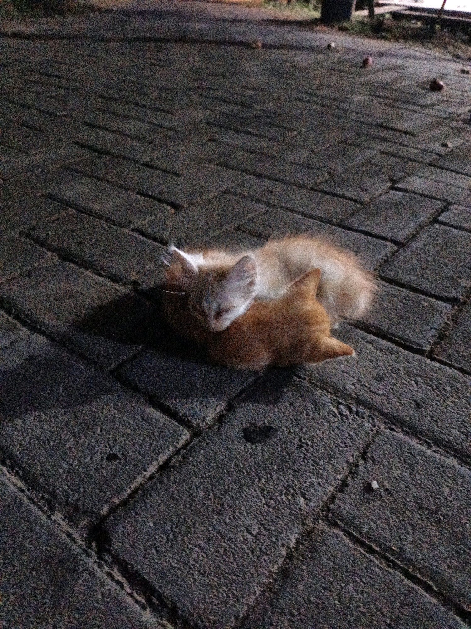 The image shows two kittens sleeping on a brick-paved surface. One kitten, with a lighter orange and white coat, is curled on top of a darker orange kitten. The brick paving suggests an outdoor area, possibly a sidewalk or pathway. The lighting in the image indicates it is either dusk or nighttime, with artificial light casting shadows. Scattered on the pavement in the background are several small, round objects that appear to be fallen fruit or nuts. The environment appears to be an urban or semi-urban setting, possibly within a residential or public area in Cikal, Indonesia.