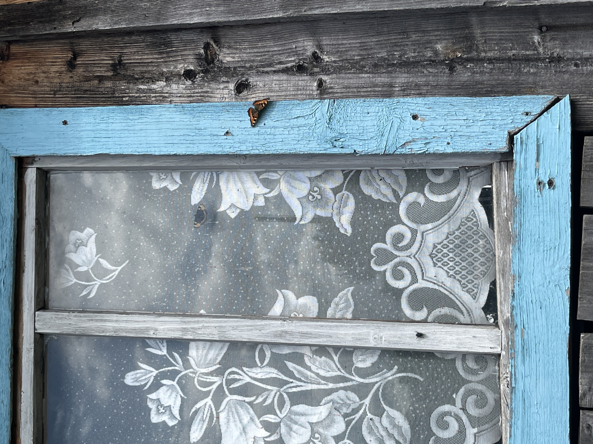 A close-up, eye-level, outdoor photograph shows a weathered wooden window frame painted light blue, adjacent to weathered wooden planks. The window contains lace curtains with a floral pattern, obscuring the view beyond. Two small butterflies are visible: one on the blue window frame, and another on the wooden planks to the right. The overall impression is of a rustic, rural setting. The location is likely the village of Bolshoy Gondyr, Russia, suggested by the architectural style and weathered materials.