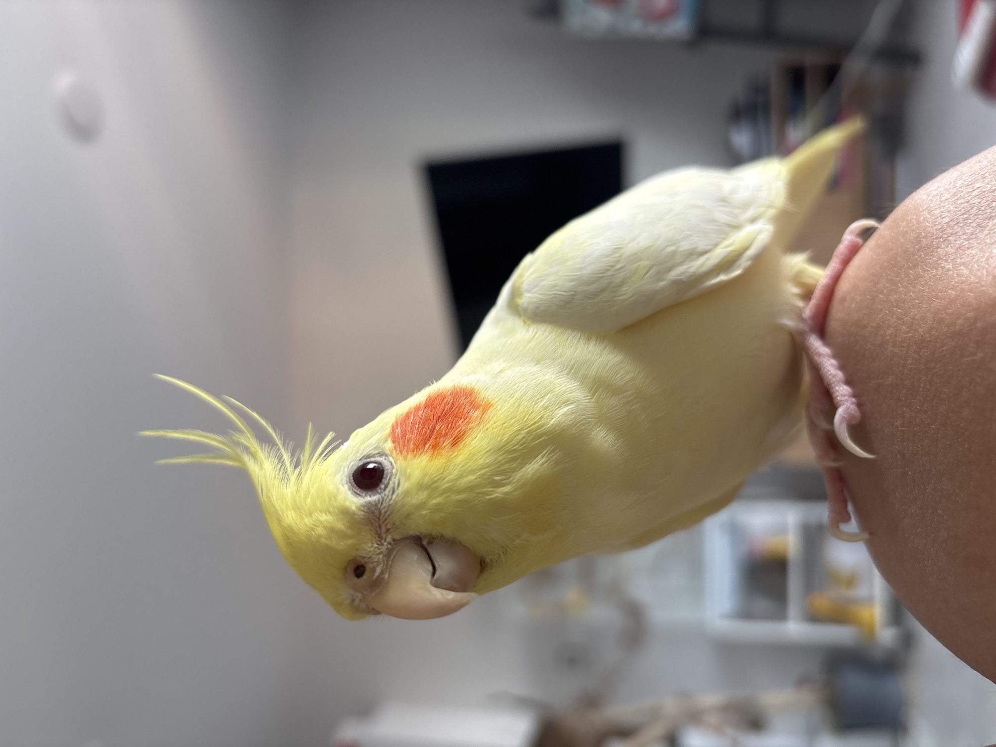 A close-up shot shows a light yellow cockatiel perched on a person's shoulder or upper arm. The bird has a prominent crest of yellow feathers on its head, dark red cheek patches, and a light grey beak. Its dark eyes are clearly visible. The bird's pink feet and sharp claws are gripping the skin. The background is blurred, showing an indoor setting with shelves and what appears to be a television screen. There is no indication of the city of Krasnoyarsk, Russia, in the image.