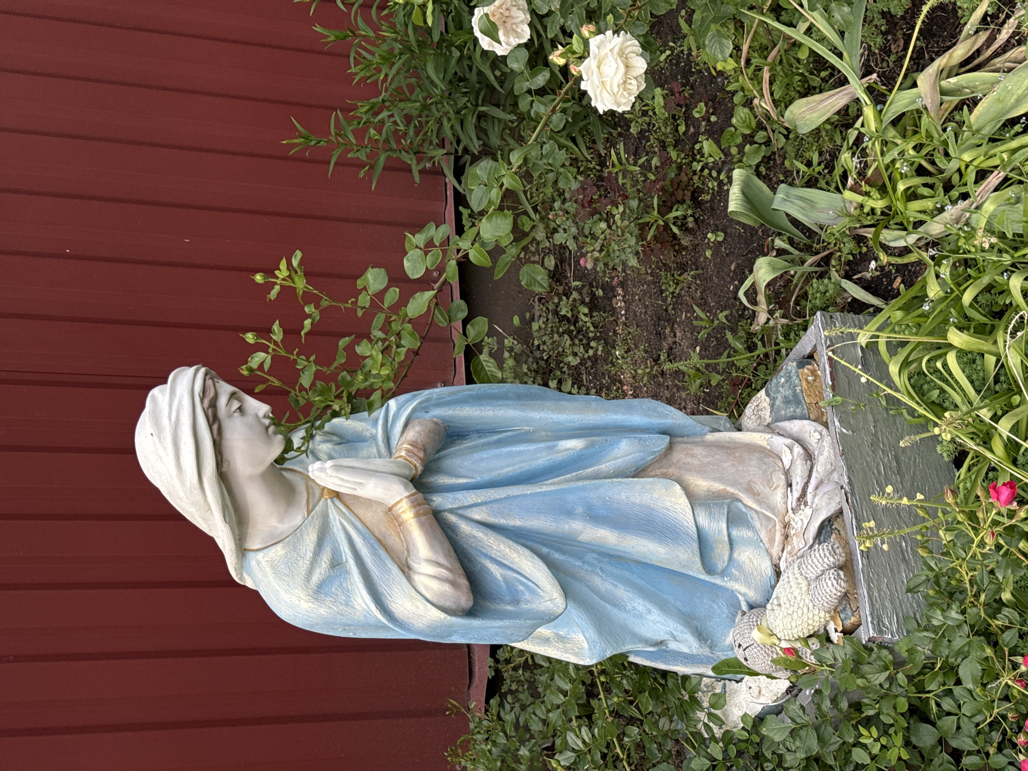 A full-shot, eye-level, outdoor photograph depicts a statue of the Virgin Mary in a garden. The statue, which is approximately life-size, is positioned in the lower left quadrant of the frame, facing towards the right. It is kneeling with its hands clasped together in prayer. The Virgin Mary is depicted wearing a blue robe over a cream-colored garment, with a white veil covering her head. Her face is downcast, conveying a sense of serenity and devotion. The statue is placed on a grey, rectangular base.
To the left of the statue, at its base, are two white, plush toys that appear to be lambs or teddy bears. These toys are positioned on the grey base, with one partially obscured by the statue's robe.
The environment surrounding the statue is a garden with lush green foliage and several white roses in bloom. The roses are positioned to the right and center right of the statue. The garden bed is dark soil with scattered green plants and some dry leaves.
In the background, a deep red wall runs horizontally across the entire width of the frame. The wall is textured with vertical lines, suggesting it is made of corrugated metal or wooden planks. A portion of a concrete foundation is visible at the base of the red wall, behind the statue and garden.
The lighting suggests an overcast day, with soft, diffused light illuminating the scene. There are no visible people or animals actively interacting with the statue or its surroundings. The image was taken in Moscow, Russia, given the presence of the Russian flag pin on the statue's clothing.