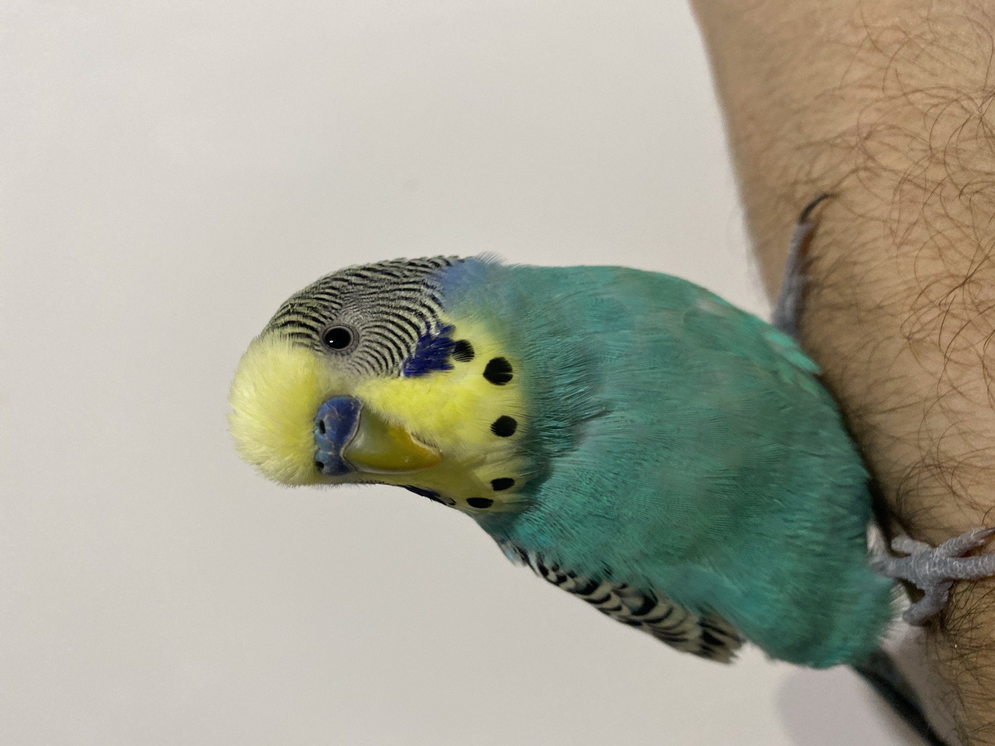 A turquoise and yellow parakeet with black markings on its head and throat is perched on a hairy human arm. The background is a plain, light color.