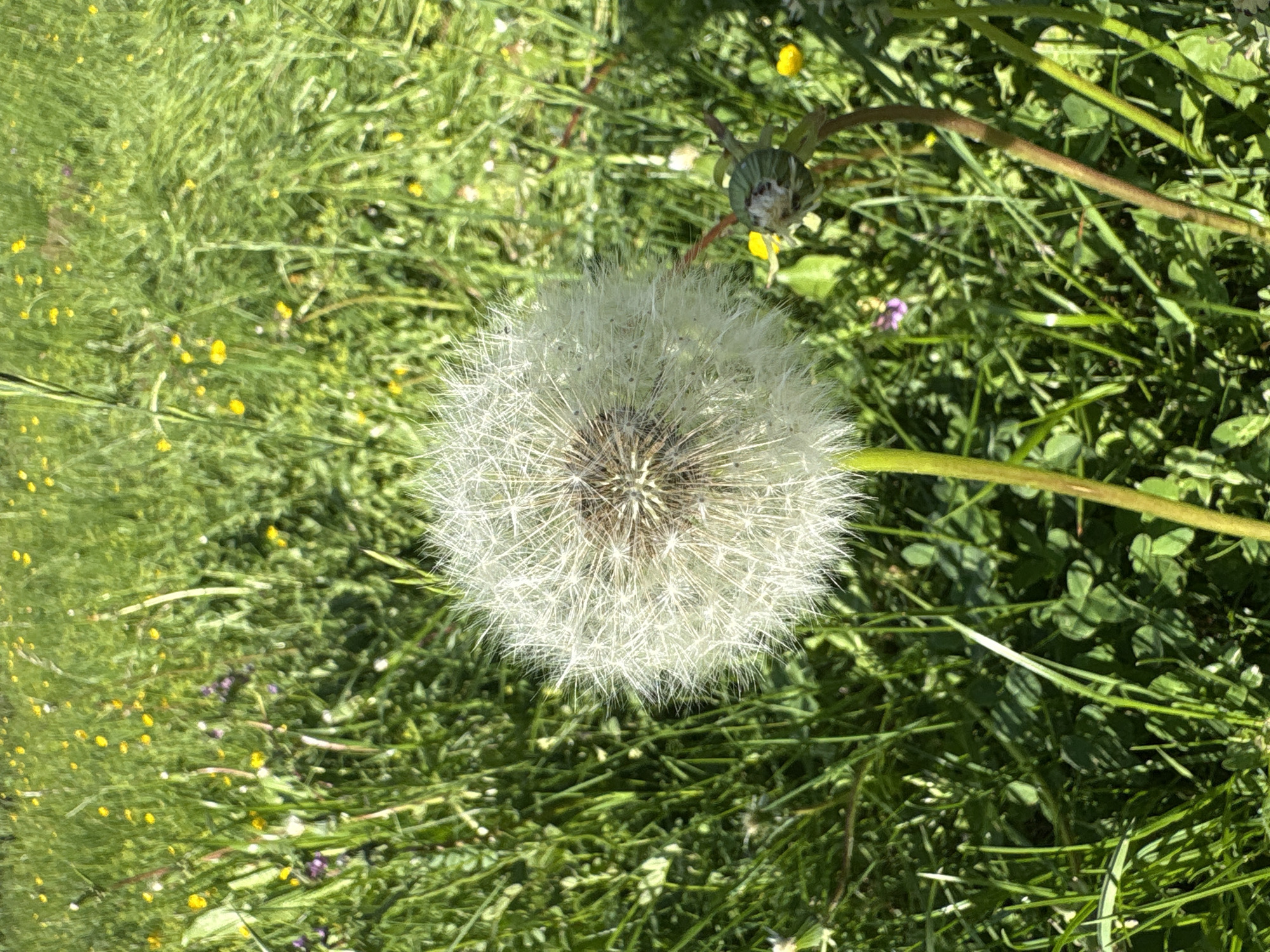 The image features a close-up, overhead view of a dandelion seed head against a backdrop of lush green grass. The dandelion is in its fluffy, white, pappus stage, with numerous delicate seeds ready to disperse. The center of the dandelion is darker, revealing the structure from which the seeds emerge.
The surrounding grass is varied, with some blades appearing tall and thin, while others are shorter and broader, creating a textured ground cover. Scattered throughout the grass are small yellow flowers, likely buttercups or similar wildflowers, adding pops of color to the predominantly green scene. There are also a few small purple flowers visible, adding further color variation.
A thin, reddish-brown stem or twig runs diagonally across the upper right portion of the image, extending from outside the frame. At the top left of the dandelion seed head, a closed, green bud is visible, suggesting that other dandelions in various stages of development are present in the area. The lighting suggests it is daytime, likely sunny, as indicated by the bright illumination and the clear visibility of details. The overall impression is a natural, outdoor scene, possibly a meadow or a park, during a time of year when dandelions are in bloom and ready to seed. No people or text are visible in the image.