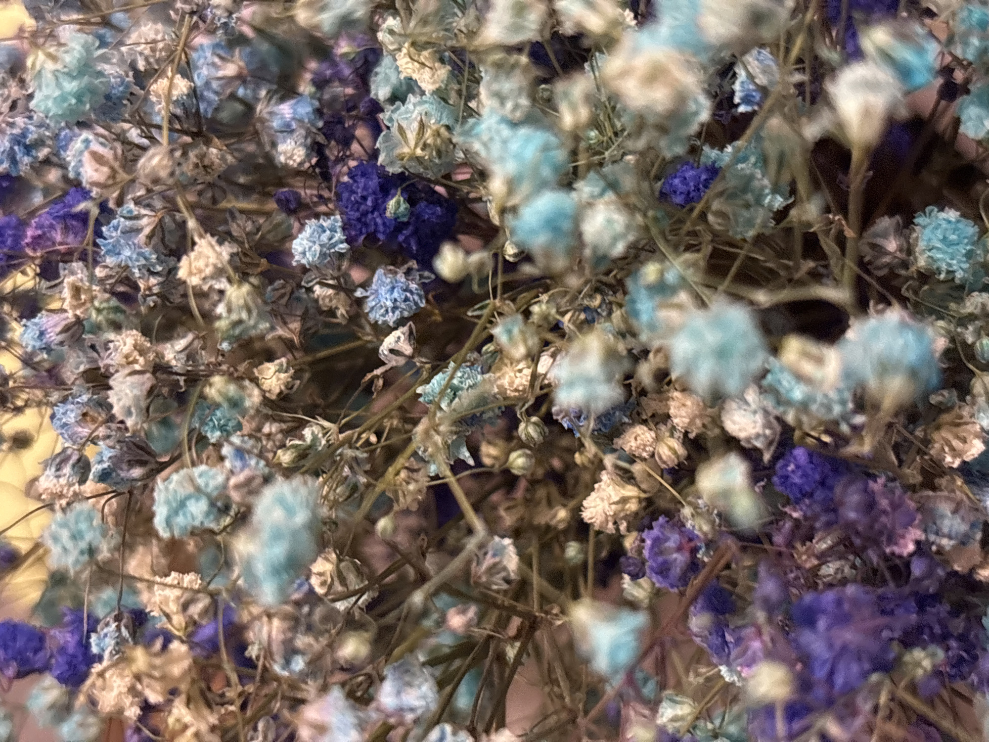 The image shows a close-up, shallow depth of field view of dried baby's breath flowers. The flowers are dyed in shades of purple, blue, and cream. The stems are thin and brown. The background is blurred and appears to be a warm, light color. There are no people or discernible actions depicted. The image is an artistic still life composition of dried flowers. The location is stated as Novaya Usman, Russia, but the image itself does not contain any visual cues to confirm this location.