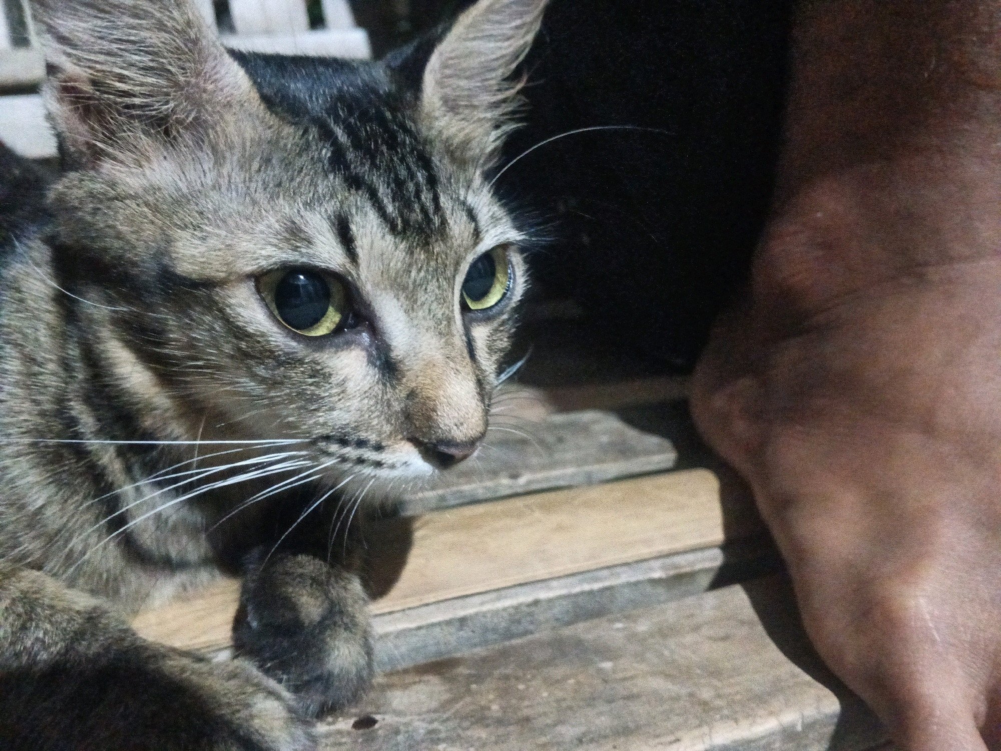 A tabby cat with green eyes is lying on wooden planks. A person's leg is visible to the right of the cat. The background is dark. The scene is likely located outdoors in a residential area of Sukaslamet, Indonesia.