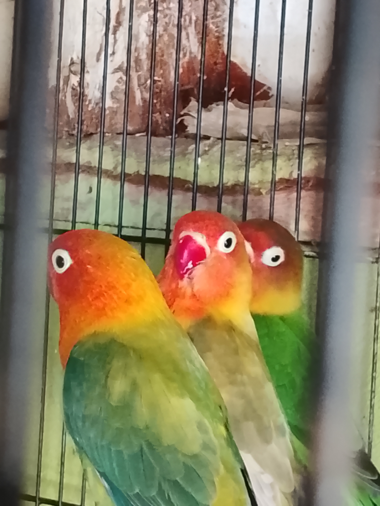 Three lovebirds are huddled together in a cage. The bird on the left has an orange head with yellow around its beak, and green and blue feathers on its body. The bird in the middle has a red head and beak with white around its eyes and a green body. The bird on the right is mostly obscured by the other two, but its head appears to be red with white around its eyes, and its body is green. The cage bars are visible in the foreground and background. The scene is indoors, with a rough, textured wall visible behind the cage. The location is Kuta Trieng, Indonesia.