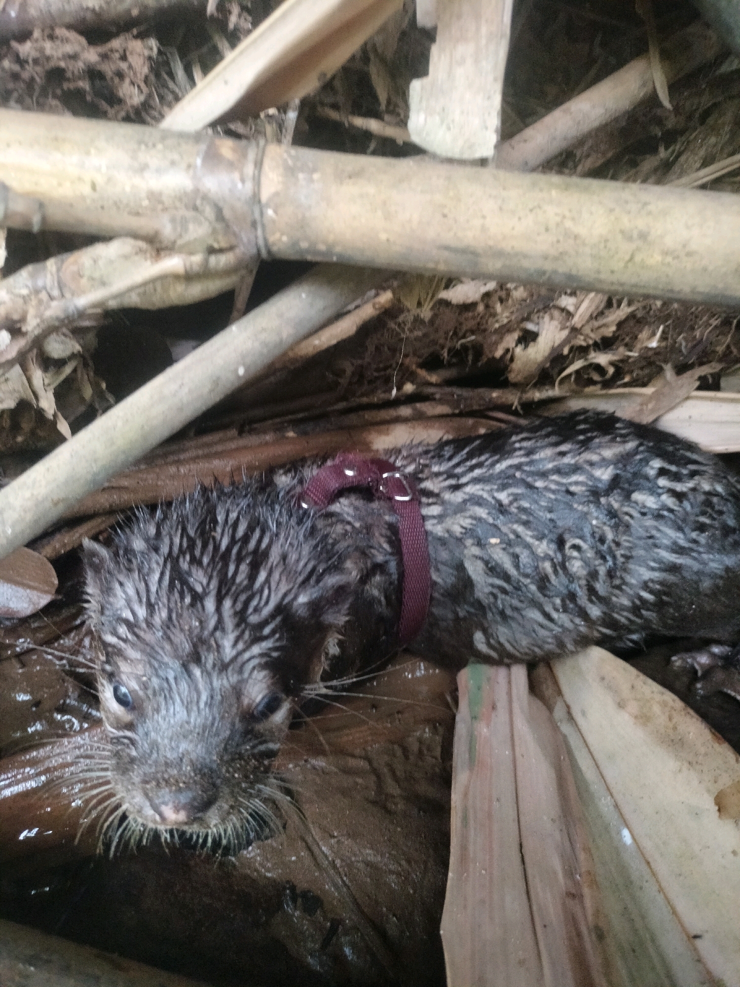 In Pujut, Indonesia, a close-up, high-angle shot captures an otter in a muddy, natural environment. The otter, partially submerged, has wet, dark fur with lighter gray streaking, and is wearing a thin, maroon harness with a silver buckle around its torso. Its head is turned towards the camera, with visible whiskers fanning out from its muzzle. The background is composed of natural elements like dry leaves, branches, and bamboo stalks, suggesting an outdoor, possibly riparian habitat. The lighting is natural, with shadows indicating overcast conditions or dense foliage. The overall scene is earthy and damp.