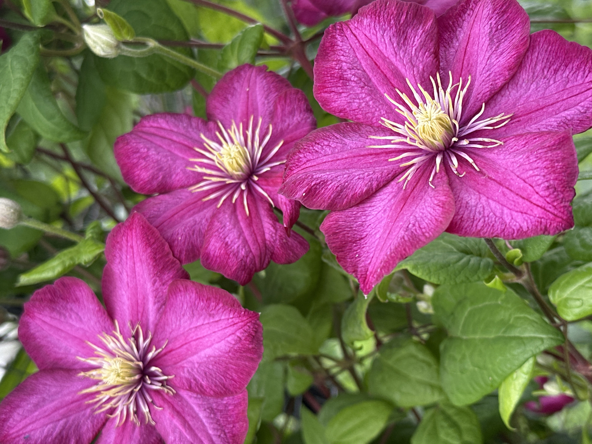 The image displays a close-up view of several vibrant pink clematis flowers with yellow centers, surrounded by lush green leaves and stems. The flowers are in various stages of bloom, with some fully open and others partially closed or forming buds. The lighting suggests an outdoor setting, likely during daylight hours. The image does not contain any people or depict any specific actions or interactions. There is no discernible information within the image to indicate its location in Novogorbovo, Russia, or any other specific geographical area.