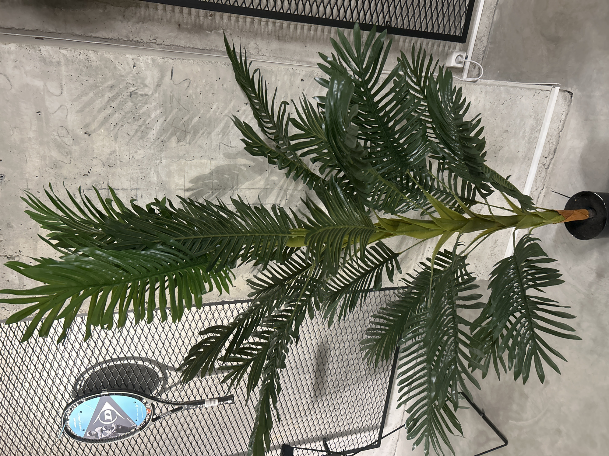 A high-angle shot shows a potted palm tree on a concrete floor. A black, wire mesh chair is in the lower left quadrant of the frame. A tennis racket lies on the chair seat. The location is likely Tbilisi, Georgia.