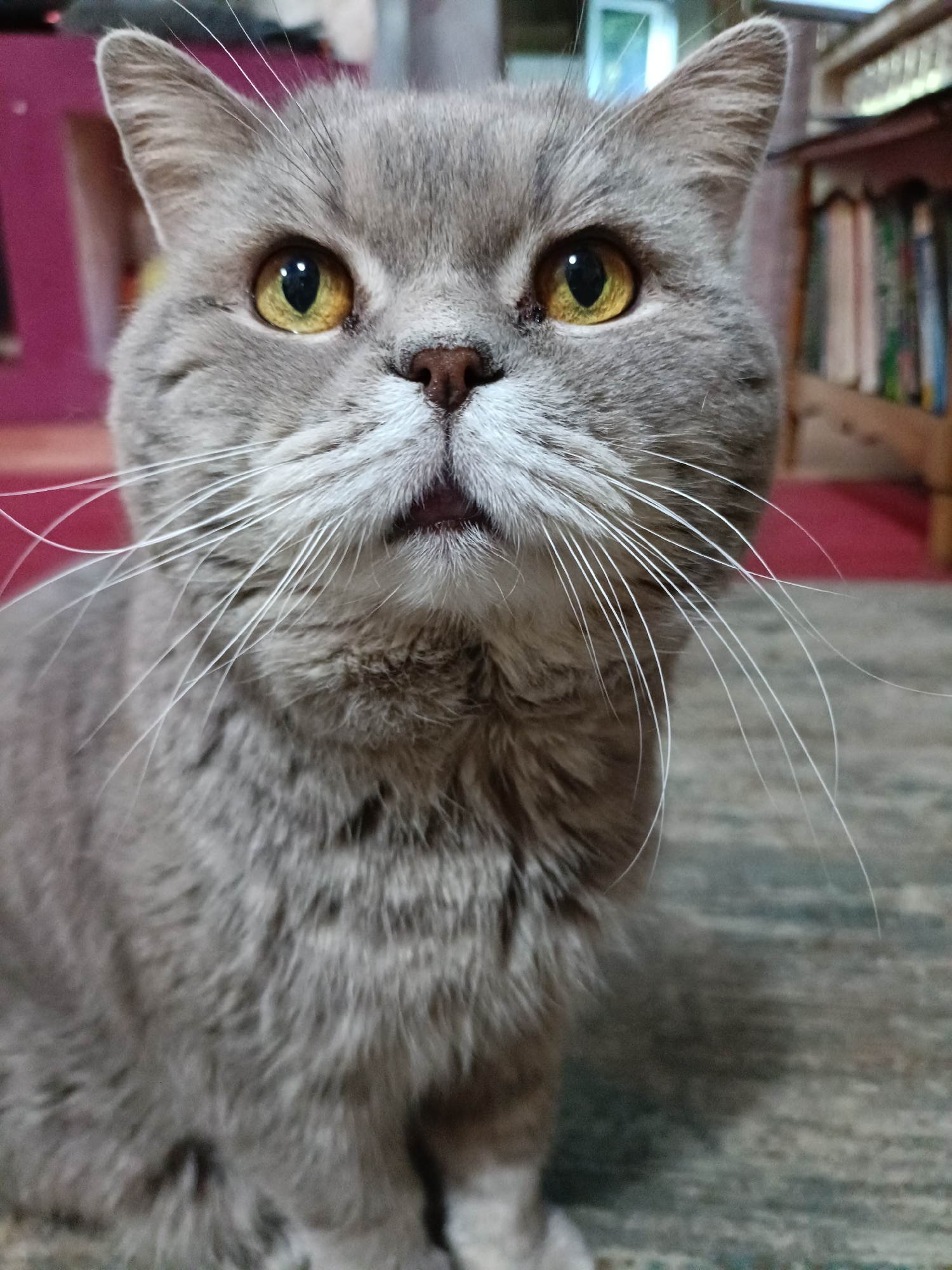 A close-up, head-on shot of a light gray British Shorthair cat with bright yellow eyes and prominent white whiskers. The cat's mouth is slightly open, revealing its tongue. The background is blurred, showing hints of a bookshelf on the right and a pink wall on the left. The cat is centered in the frame, with its face filling most of the image.