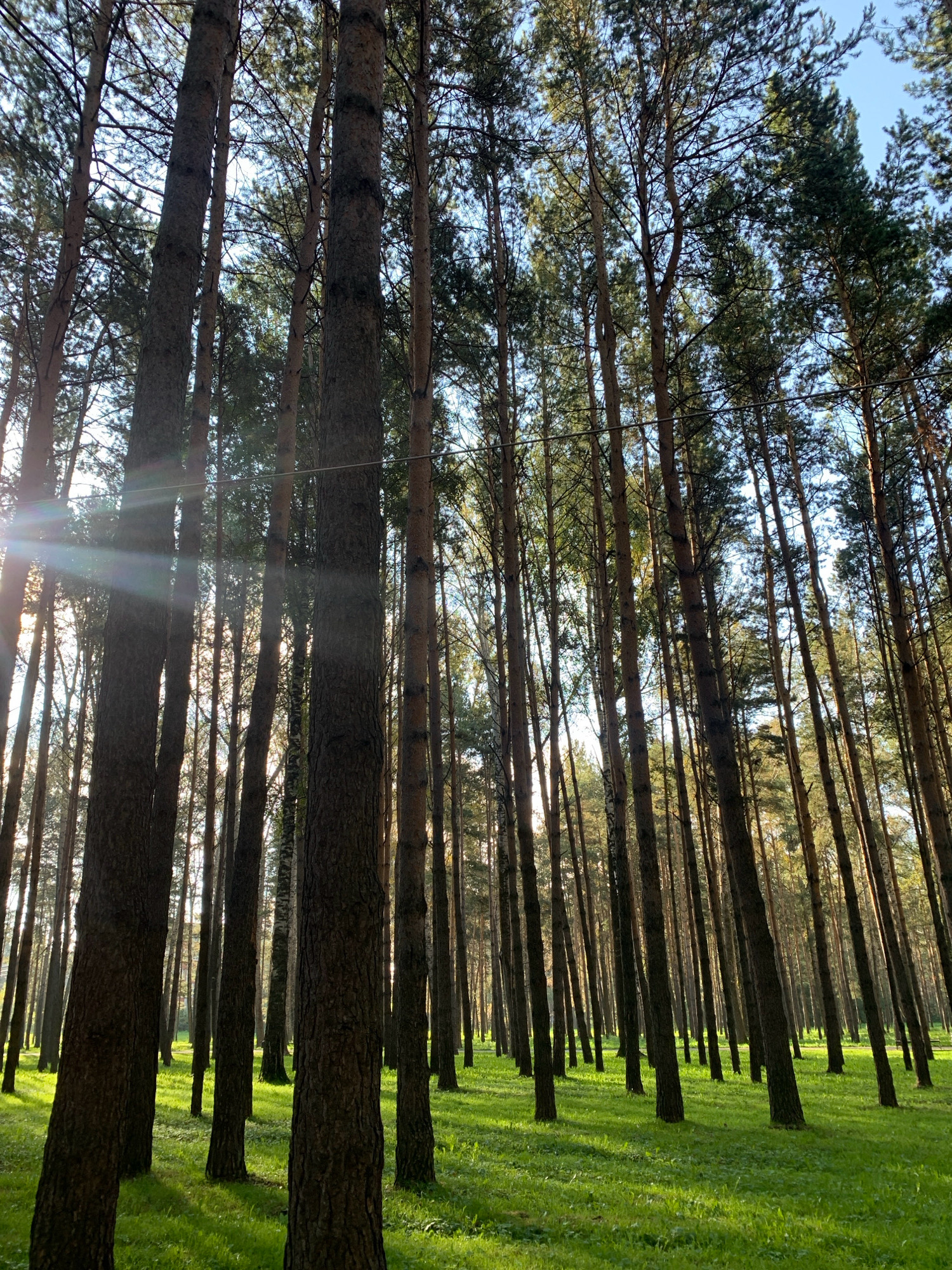 The image depicts a sun-dappled forest floor with numerous tall pine trees. The ground is covered in vibrant green grass, with sunlight filtering through the canopy, creating light rays. The scene is likely located in Prokopyevsk, Russia, given the context provided. There are no people or animals visible in the frame. The overall impression is one of a peaceful, natural setting within a coniferous forest.