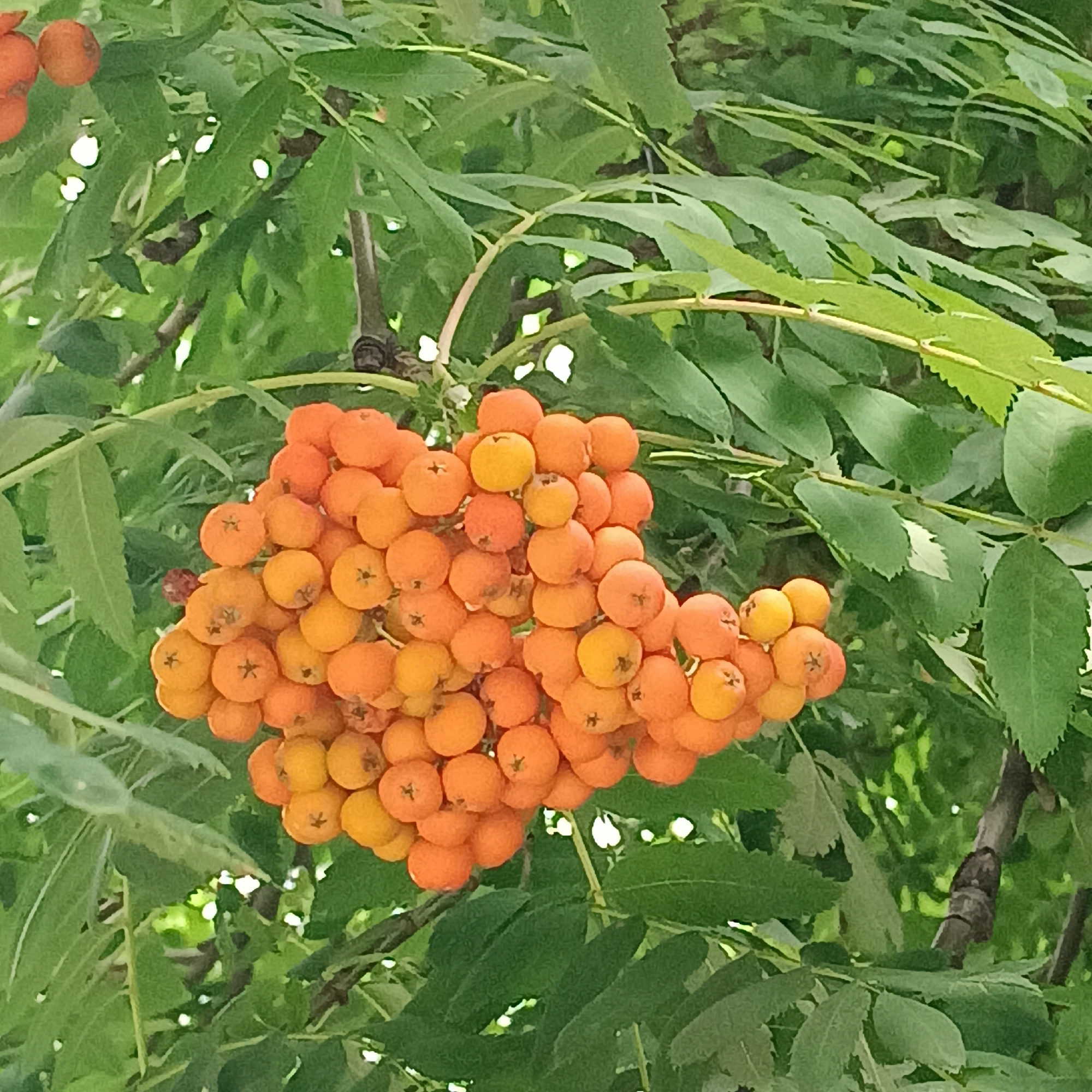 A close-up, eye-level, medium shot captures a cluster of bright orange rowan berries against a backdrop of lush green leaves and branches. The berries are tightly packed, forming a rounded bunch, with individual berries appearing spherical and slightly flattened. Some berries display a dark star-like marking on their surface. The leaves are varied in shape and size, some showing serrated edges, and are mostly in focus, providing a soft, green contrast to the vibrant berries. The overall lighting suggests an overcast or shaded environment, as there are no harsh shadows. The image appears to be taken outdoors, likely in a natural or garden setting within the city of Samara, Russia, where rowan trees are commonly found. No people or animals are visible in the frame. The scene is static and peaceful.