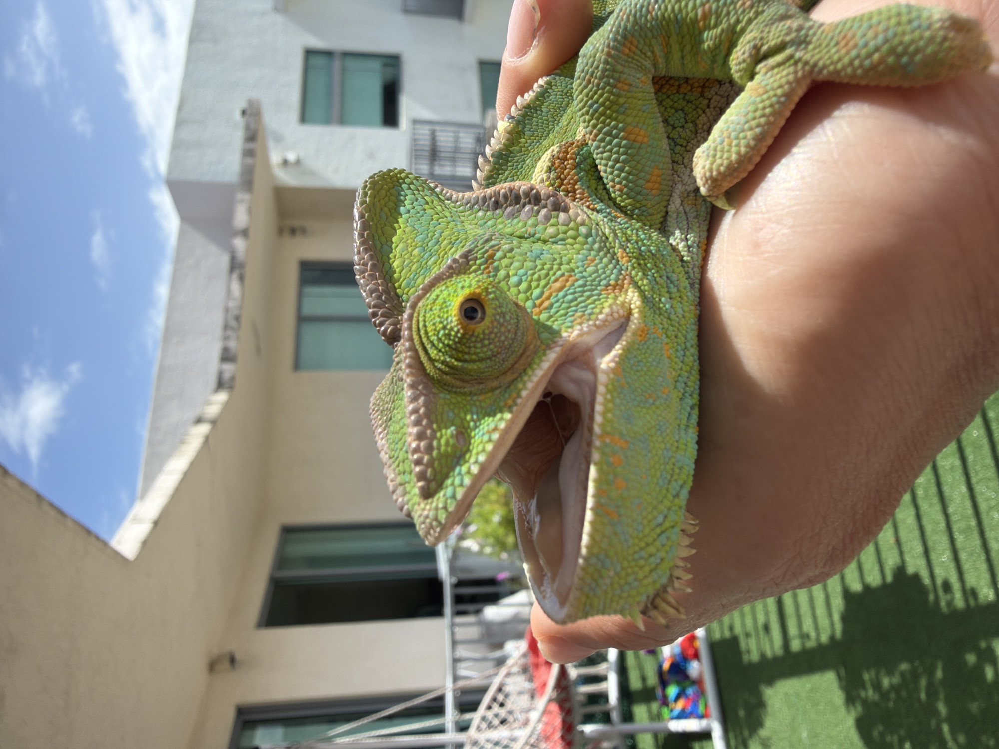 In Hollywood, USA, a veiled chameleon is being held in a person's hand, its mouth open. The chameleon is predominantly green with some orange and yellow markings. Its eye is visible, and its scales are distinct. The background shows a building with windows and balconies, suggesting an outdoor setting, possibly a residential or commercial area. The ground appears to be artificial turf, and a hanging chair with red cushions is visible to the left. The sky is blue with scattered clouds. The lighting indicates it is daytime.