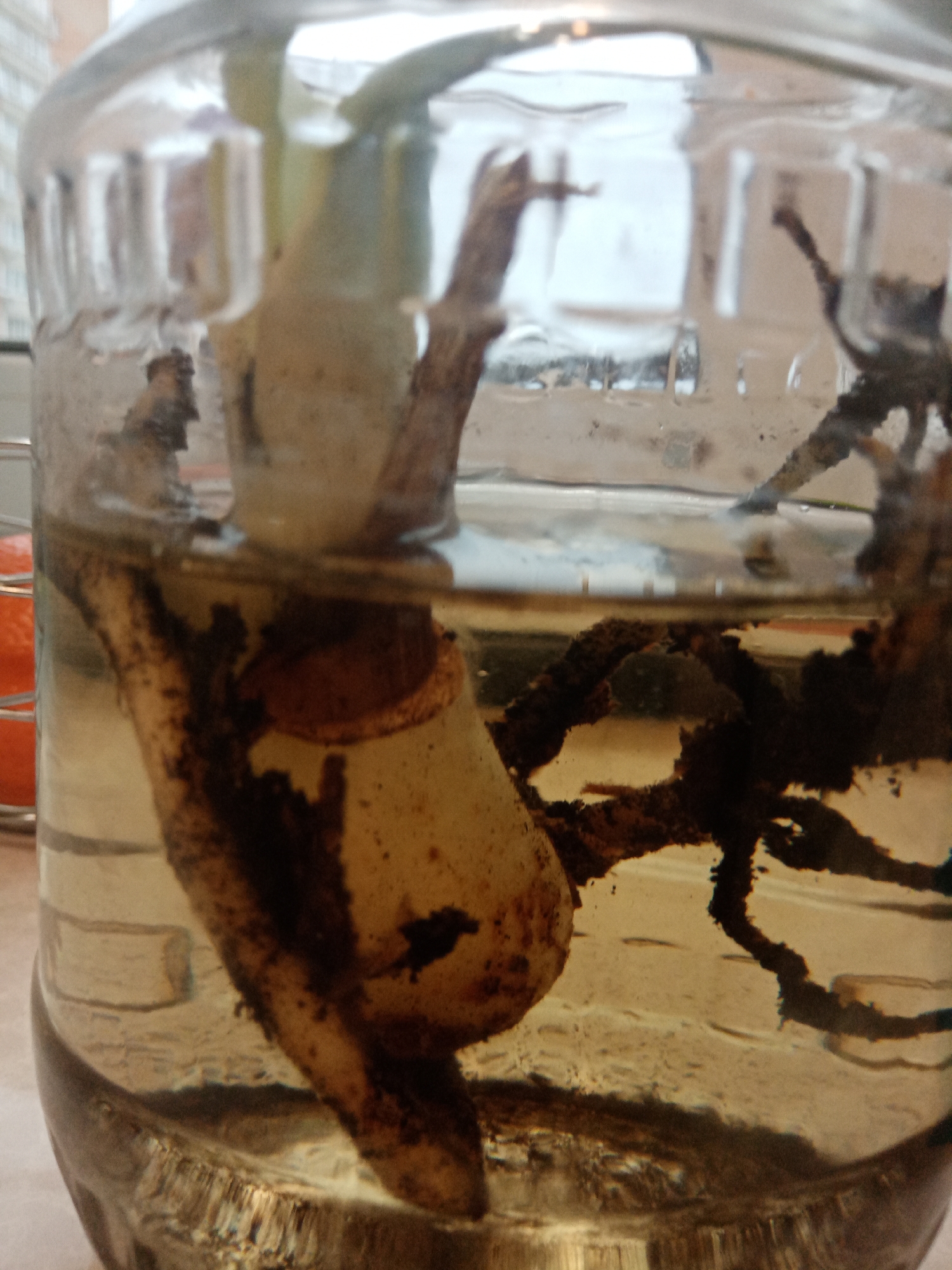 A close-up shot inside a glass jar filled with water. Immersed in the water is a plant bulb or root system, exhibiting signs of decay or debris accumulation on its surface and roots. The water is cloudy, with visible particulate matter. The jar is positioned indoors, likely near a window, as suggested by the blurred background with hints of an outdoor setting. An orange object is slightly visible to the left of the jar, possibly part of a kitchen or interior setting. The plant appears to be in a state of propagation or recovery within the water. The scene is captured with limited depth of field, focusing on the bulb and immediate surroundings. Location details (Elektrostal, Russia) are not directly discernible from the visual information.