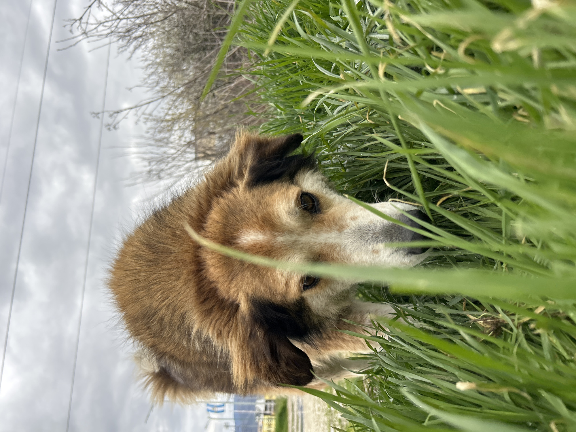 A medium-sized, brown and white dog lies in tall, green grass. The dog's head is visible, positioned slightly off-center to the left. Patches of brown and black fur are visible, particularly around its ears. The grass surrounds and partially obscures the dog. In the blurred background, there is a glimpse of an overcast sky, power lines, and bare tree branches. Faintly visible in the distance is a structure painted with blue and white colors. Based on the style of architecture and the general surroundings, the location is likely within the vicinity of Plovdiv, Bulgaria, but the precise building or neighborhood cannot be identified with certainty.