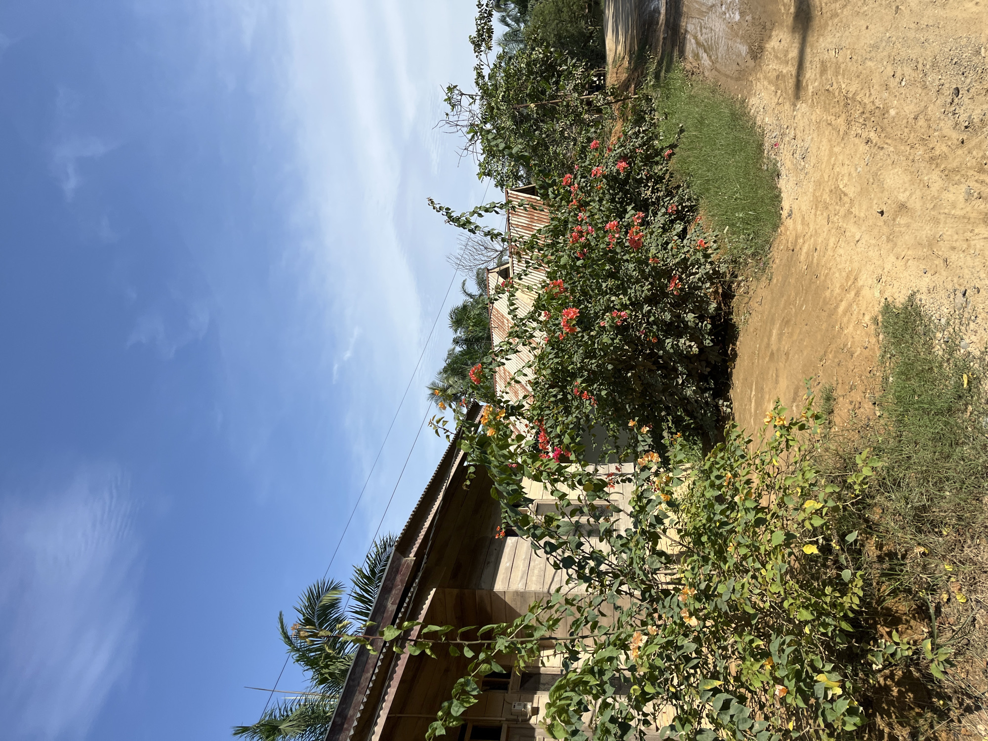 The image depicts a scene in the city of Durian, Indonesia, featuring a simple wooden house with a corrugated metal roof. In front of the house, vibrant bougainvillea flowers in shades of red and orange bloom profusely, creating a colorful contrast against the weathered wood. A dirt path runs alongside the house and the flowering bushes, leading into the distance. The sky above is a clear blue with a few wispy white clouds. Palm trees are visible in the background, suggesting a tropical or subtropical environment. The overall impression is one of a humble, rural dwelling in a sunny, warm climate.