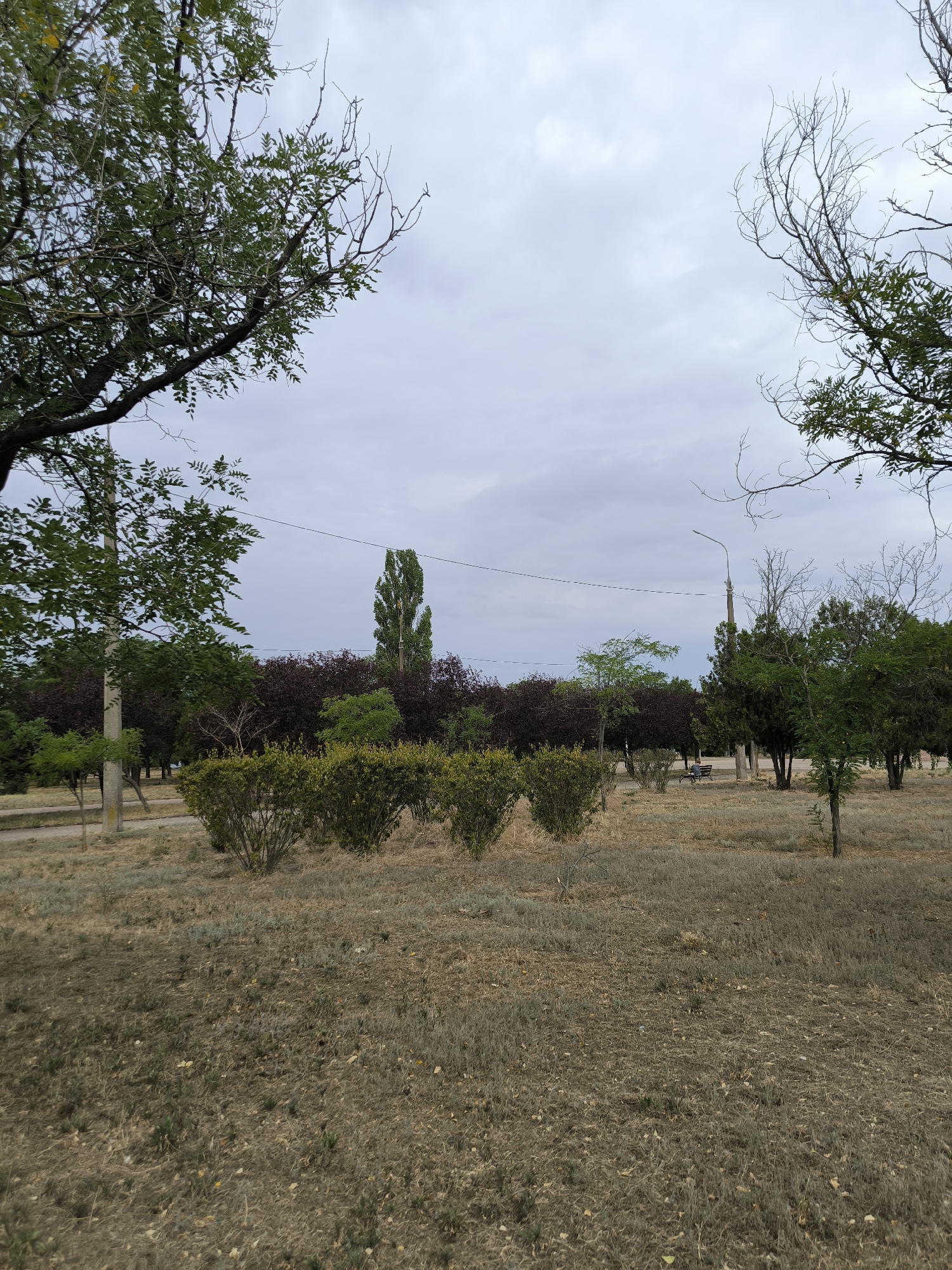 The image depicts a park area on an overcast day. In the foreground, dry, brownish-yellow grass covers the ground. A row of low, green, manicured bushes runs horizontally across the middle of the frame. Behind these bushes, a line of trees with dark, reddish-purple foliage is visible, interspersed with some lighter green trees. Further back, a tall, slender, light green tree stands out. A lamppost is positioned to the right of the tall tree. In the middle ground, a park bench is situated under some trees, with a person seated on it. A paved walkway is partially visible behind the foreground bushes. The sky is heavily clouded with a grayish hue. The image appears to be taken in an urban park setting, possibly in Mykolaiv, Ukraine, given the vegetation and typical park infrastructure.