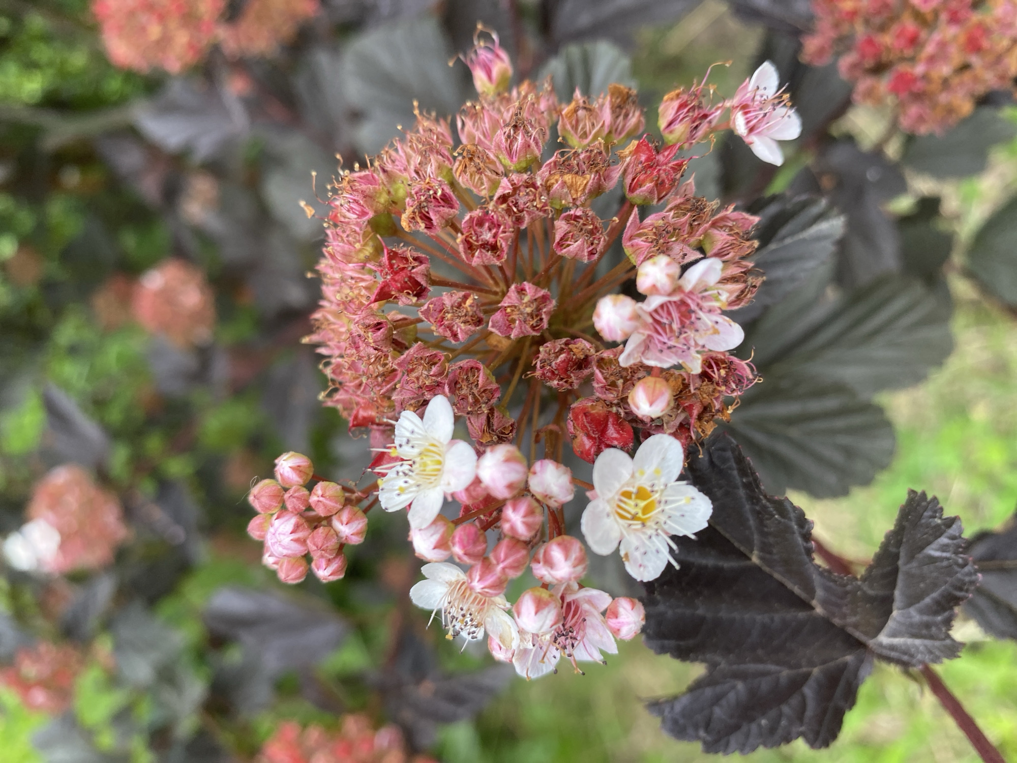 A close-up, eye-level shot captures a cluster of delicate pink and white flowers with prominent yellow stamens, partially dried brown seed heads, and dark, serrated leaves of a shrub. The background is a blur of green foliage and more pinkish-red flowers, suggesting an outdoor garden setting. The lighting is natural, casting soft shadows. The location is identified as Unknown, Unknown.