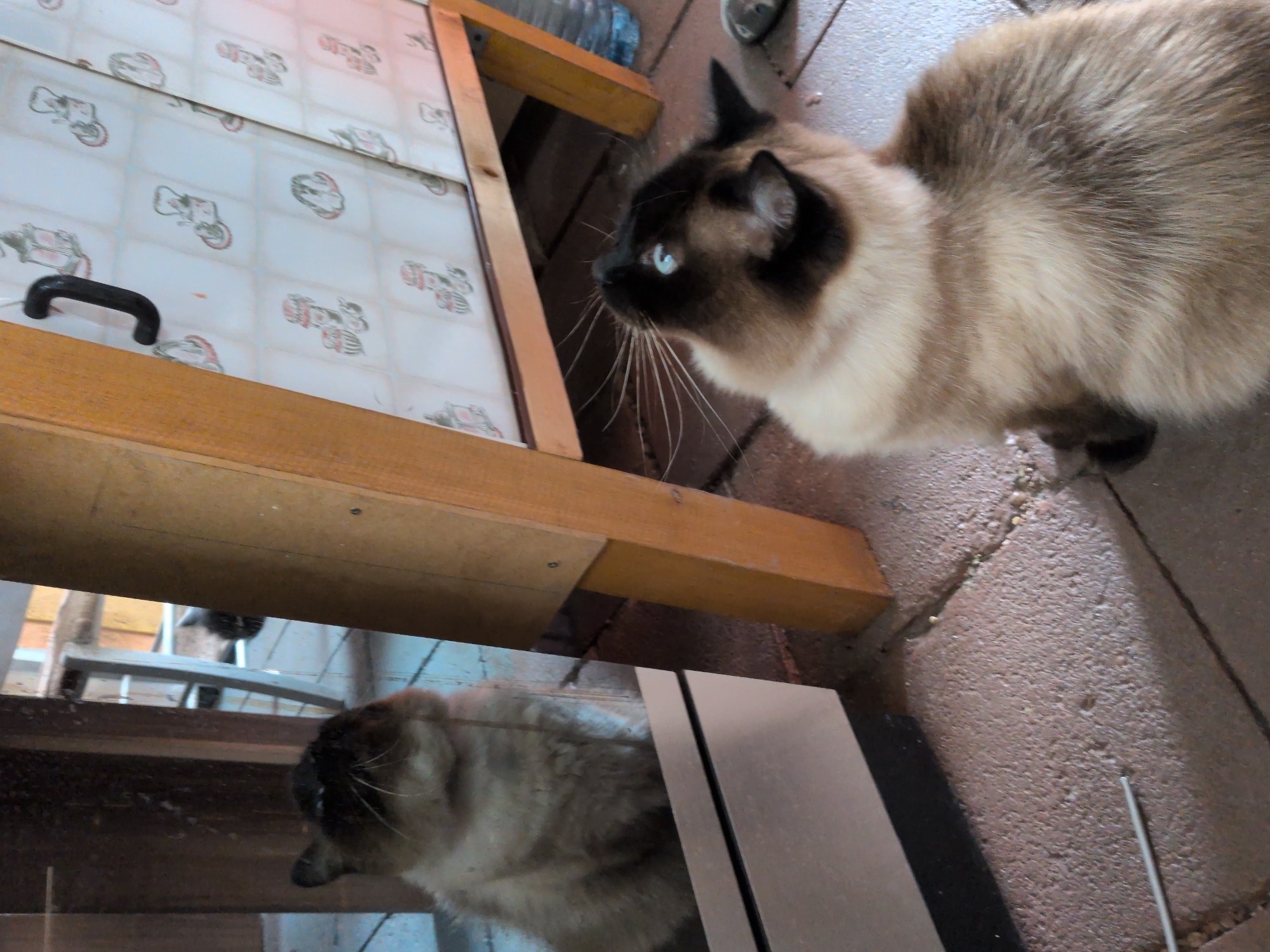 In Sömmerda, Germany, a Siamese cat with bright blue eyes is the subject of this image. It is sitting on a tile floor, looking up and to the right. The cat has characteristic dark points on its ears, face, and paws. Its fur is a mix of cream and tan. To the left, a mirror reflects another Siamese cat, appearing to be in the same pose. The background features a wooden structure and a cabinet with a decorative pattern of stylized lanterns and bicycles. The environment suggests an indoor or semi-outdoor setting, possibly a patio or porch, given the presence of a water bottle and a slipper-like object visible in the lower right corner. The floor is made of textured, reddish-brown tiles, with some small debris scattered on the surface. A thin metal rod or wire is visible on the floor in the lower left of the frame.