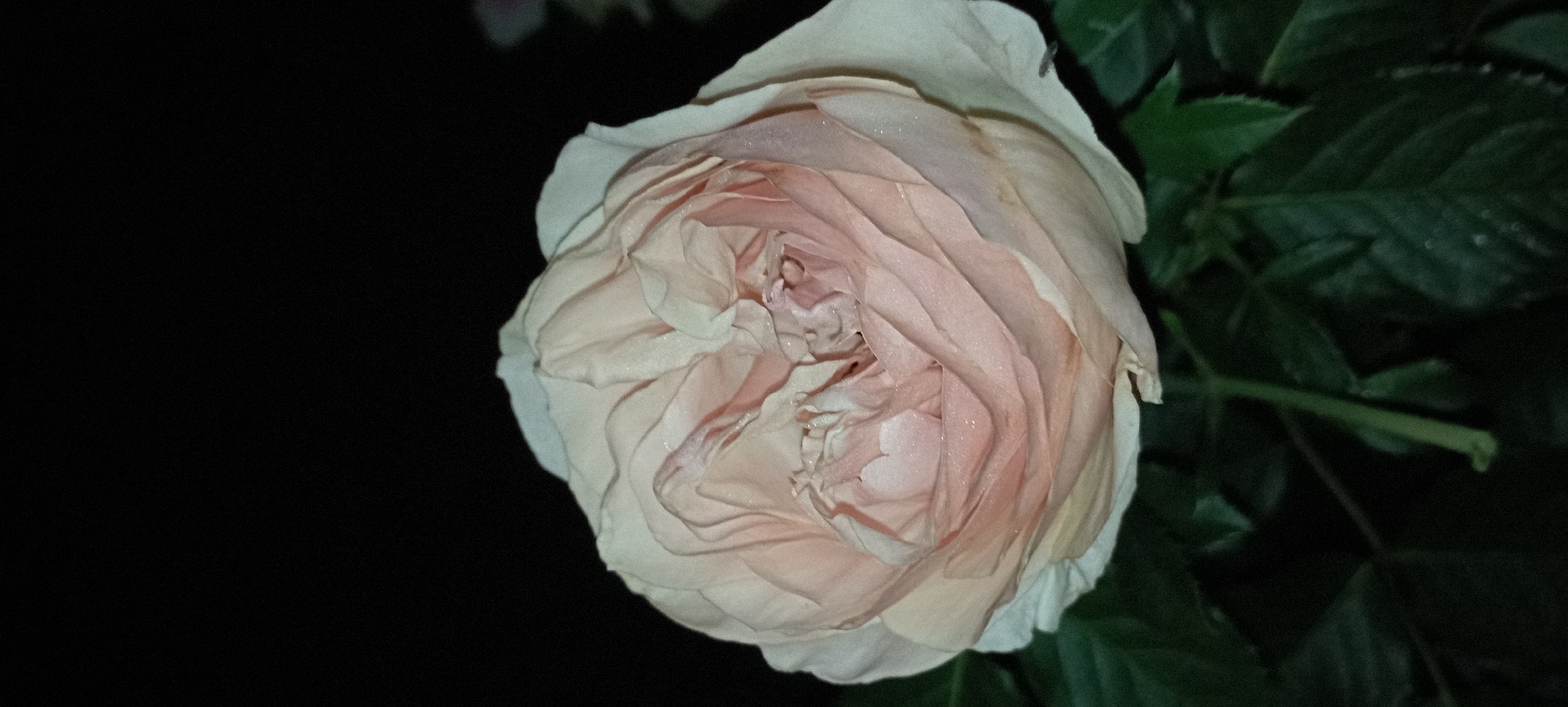 The image shows a close-up, dimly lit shot of a pale pink rose. The rose is in full bloom, with many layers of delicate petals. The petals have a slightly ruffled texture and some appear to have dew drops on them, creating a subtle sparkle. The rose is set against a dark, black background, which makes the soft colors of the flower stand out. At the bottom of the image, dark green leaves of the rose plant are visible, some slightly out of focus. No people or specific locations in Radisne, Ukraine, are depicted.