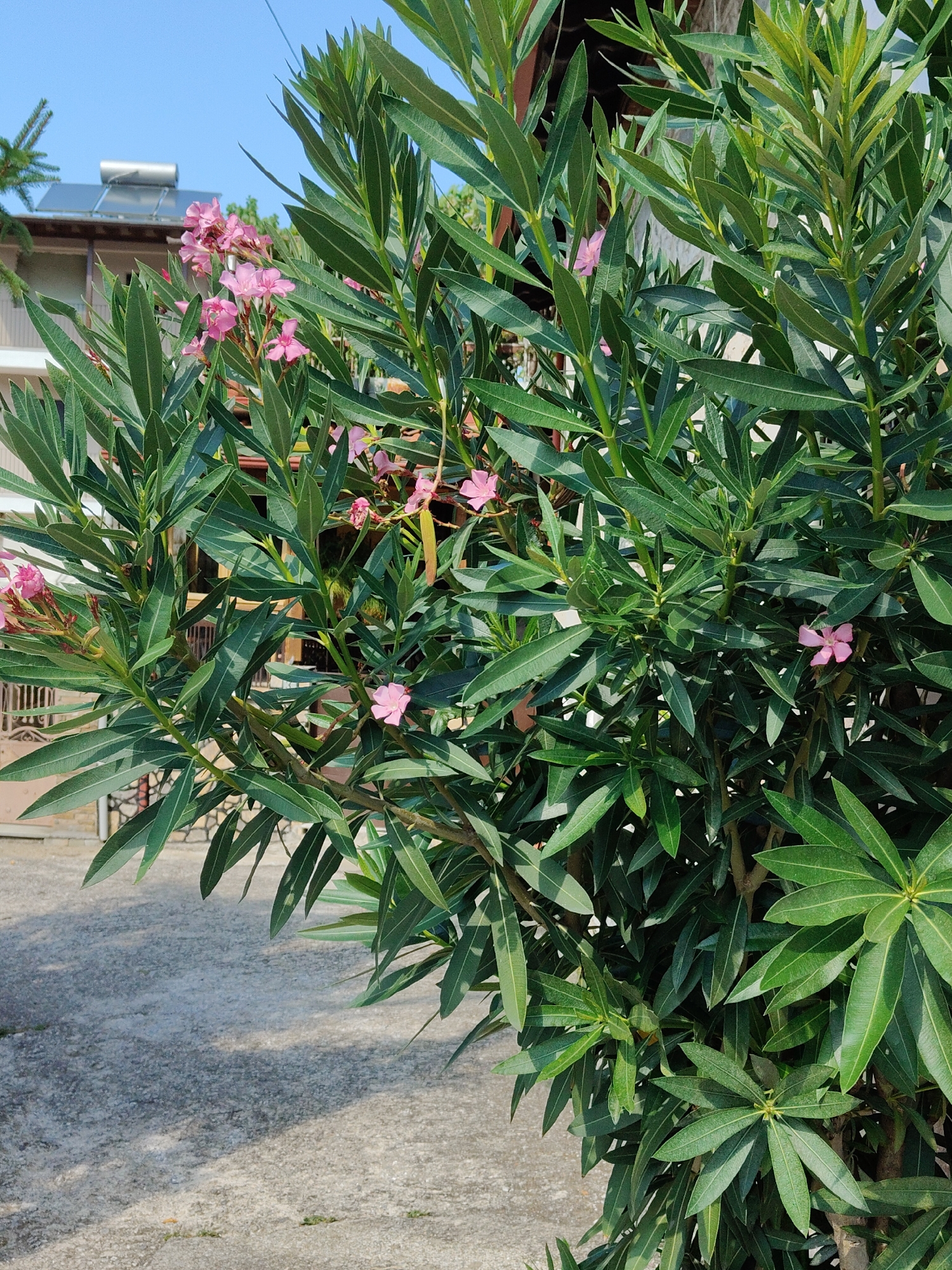 This is a medium shot, eye-level outdoor photograph of a flowering Oleander bush with pink blossoms in Litochoro, Greece. The bush is dense and lush, with long, lanceolate green leaves and clusters of delicate pink flowers. The foliage fills the majority of the frame, obscuring much of the background. To the left of the bush, a building with a tan facade and a dark-tiled roof is visible, topped with a solar water heater. A pine tree branch extends from the upper left corner of the image. The ground in front of the bush is paved with light-colored concrete, showing some texture and scattered debris. The sky above is clear and blue. The lighting suggests a sunny day with strong shadows cast by the foliage. There are no people or animals in the image.