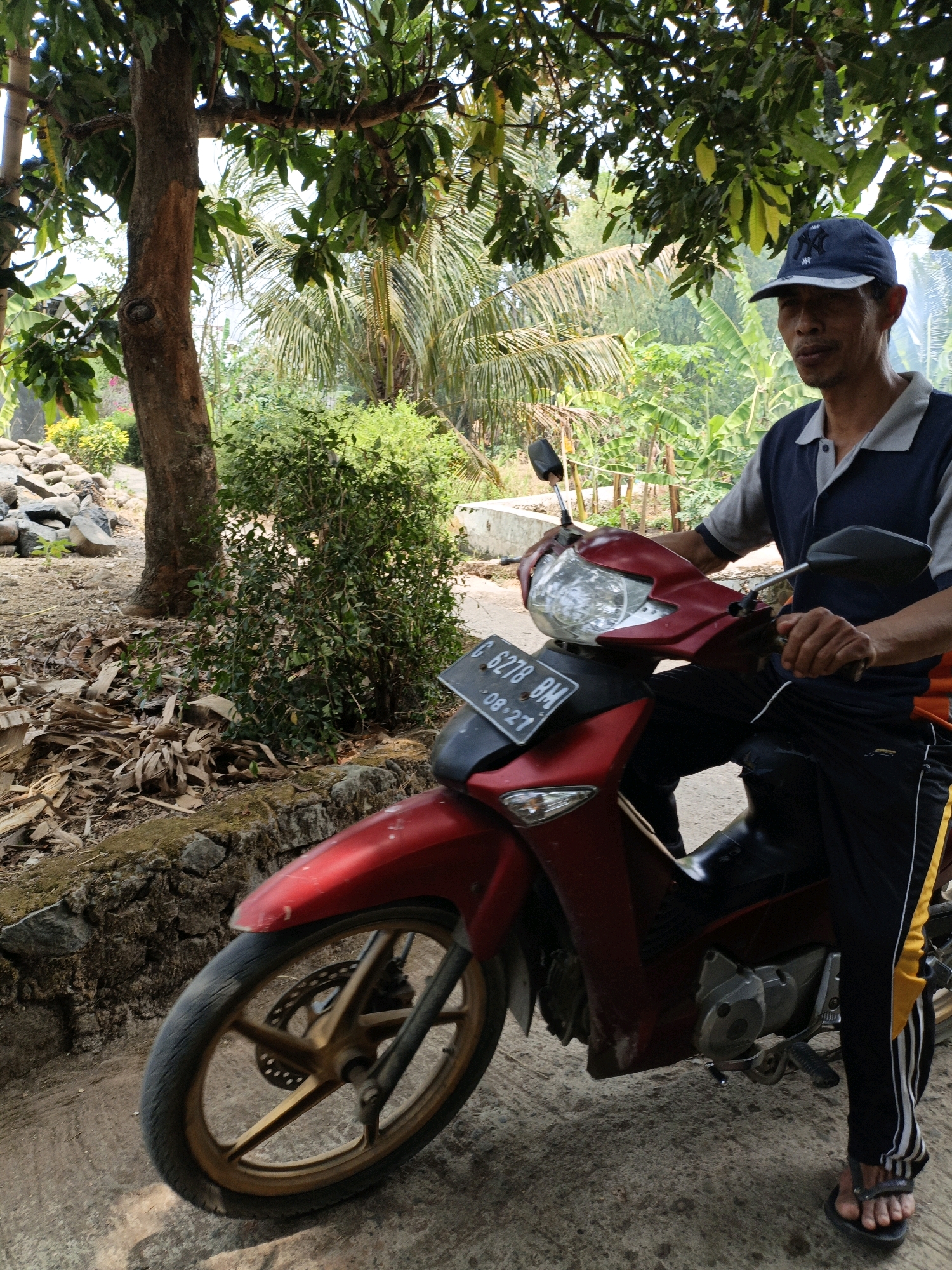 In Mangli, Indonesia, a man wearing a blue baseball cap and a two-toned collared shirt is seated on a red motorcycle. He is looking to his right. The motorcycle has a black license plate with white lettering that reads "G 6278 BM 08-27." The scene is outdoors, with lush green trees and foliage in the background, suggesting a tropical environment. A large tree trunk stands to the left of the man, and fallen leaves are scattered on the ground around it. A stone wall runs along the lower portion of the image, bordering the area where the motorcycle is parked. The ground is a mix of dirt and concrete.
