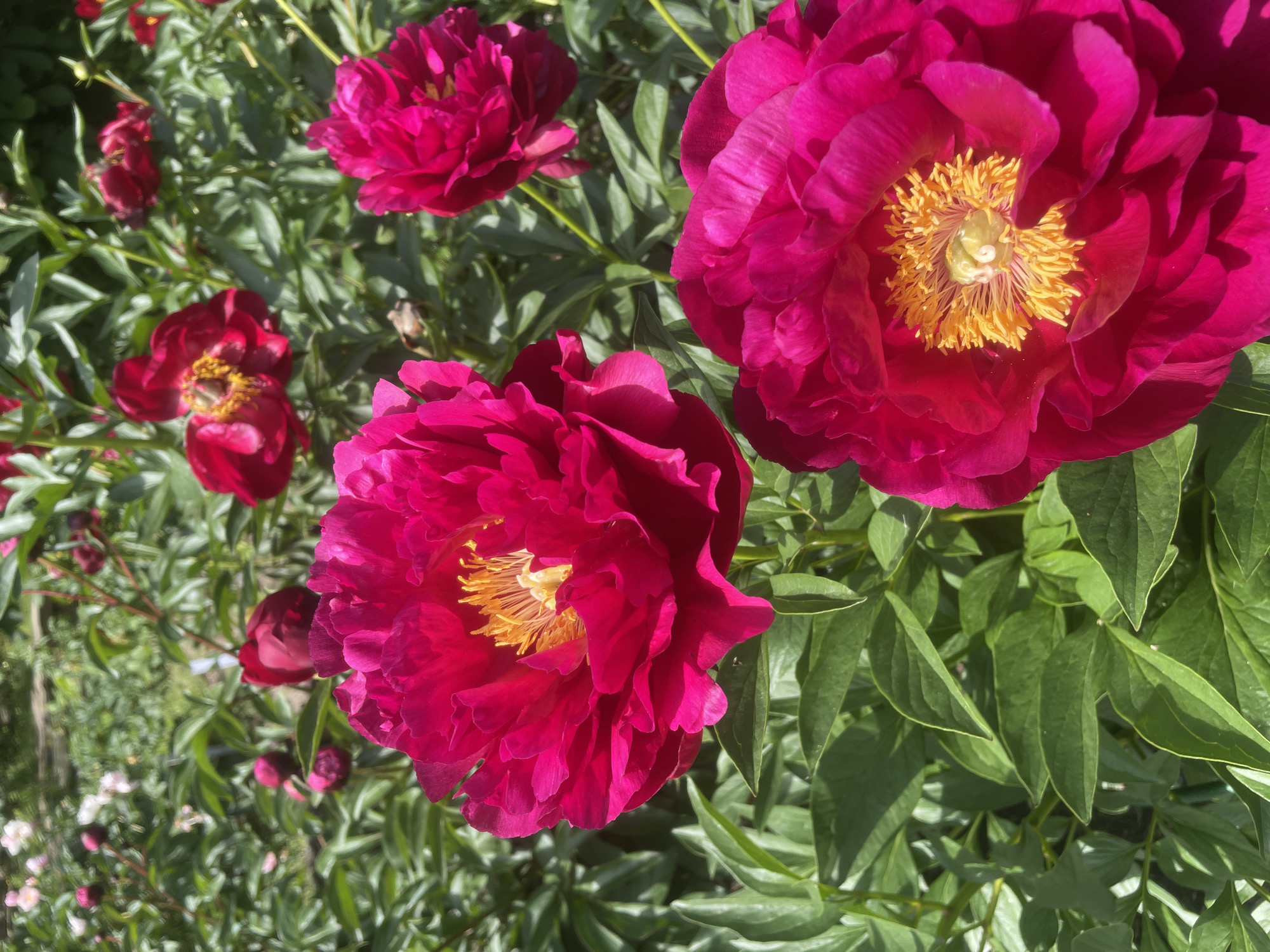 This is a close-up, eye-level, outdoor shot of several vibrant fuchsia-colored peonies in bloom. The flowers are the primary focus, with lush green foliage filling the background. The peonies are fully open, revealing their ruffled petals and bright yellow stamens at the center. The lighting suggests it is daytime, with sunlight casting shadows on the petals. The overall impression is one of abundant natural beauty. There are no people, animals, or man-made objects visible in the frame. The image appears to have been taken in Vladivostok, Russia, where peonies are a popular and celebrated flower, often blooming in parks and gardens during the late spring and early summer.