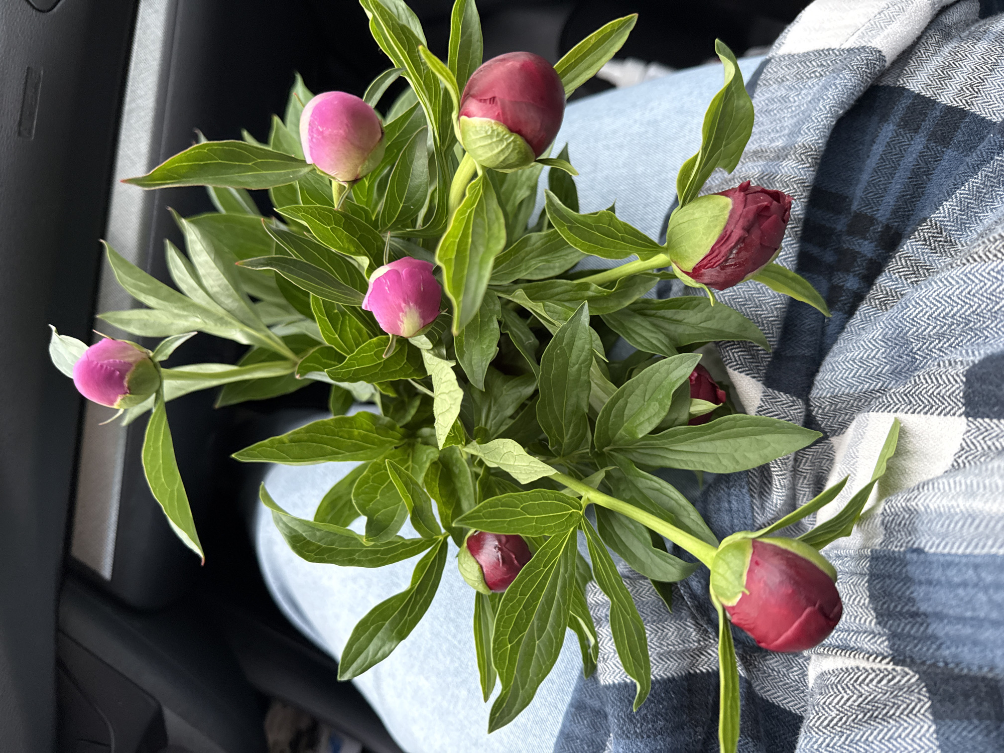 A bouquet of peony buds rests on the lap of a person wearing light blue jeans and a blue-and-white plaid shirt. The peonies vary in color, with some buds being pink and others a deeper red. Lush green leaves surround the flower buds. The location is inside a car, evident from the dark car interior visible on the left side of the frame. There's no indication of the city of Chaikovsky, Russia.