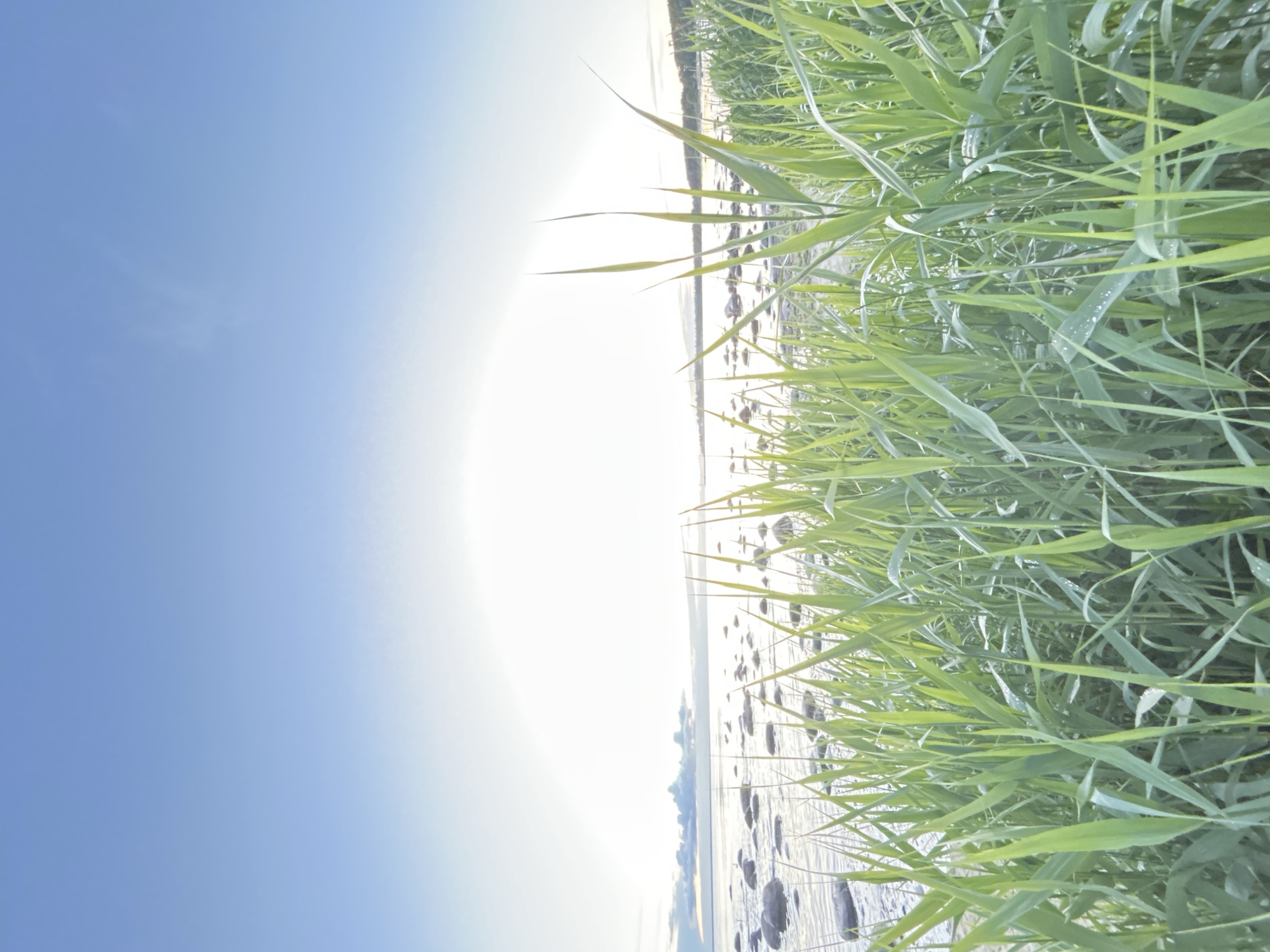 This is a low-angle, full-frame photograph of tall green grass in the foreground, with a body of water and a clear blue sky in the background. The grass is lush and appears to be wet, with water droplets visible on some of the blades. The water is calm and reflects the bright sky. Scattered rocks are visible in the shallow water near the shore. The horizon is lined with a distant treeline and a faint building on the far right. The overall lighting suggests it is either early morning or late evening, with a bright, soft glow emanating from the sky. The location is the coast of Haabneeme alevik, Estonia. There are no people or animals visible in the image.