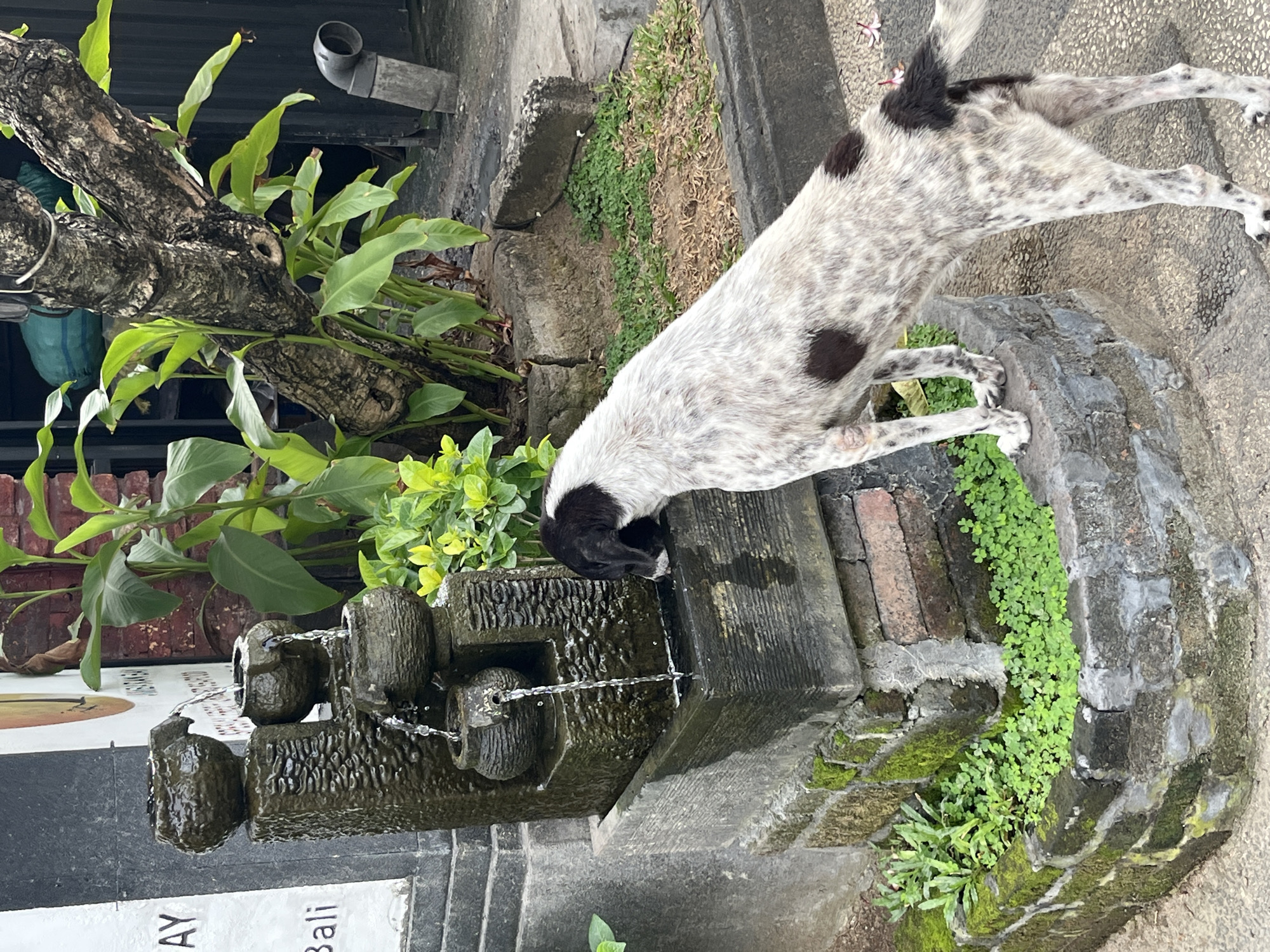 In Kuta, Indonesia, a spotted dog with black and white fur drinks water from a tiered fountain. The fountain is made of stone and has water flowing down through several small basins. The dog stands on its hind legs, reaching its head towards the water. The background features lush green plants and trees, indicating a tropical environment. The ground is paved with concrete. There are no people visible in the frame.