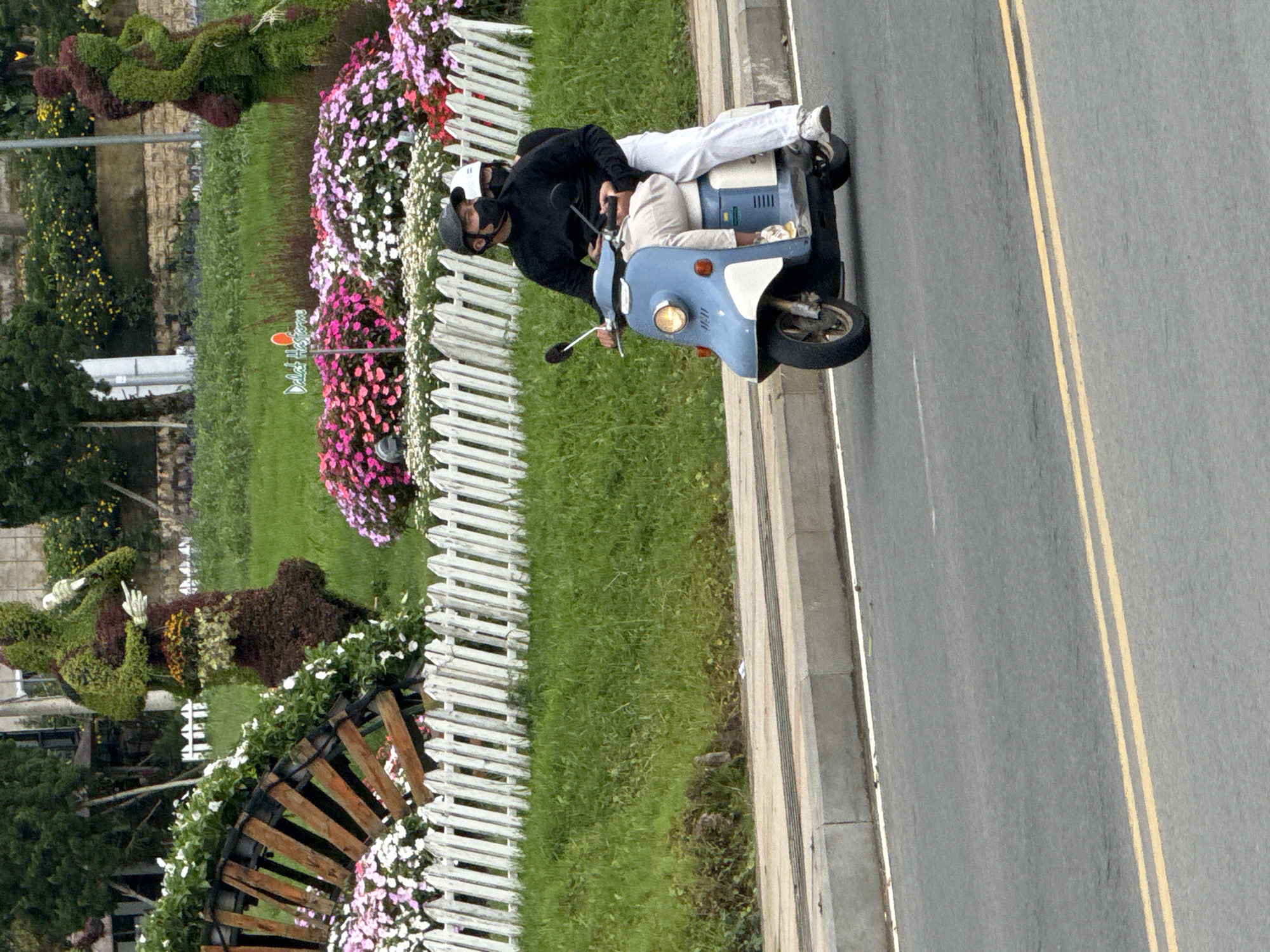 An eye-level shot captures a street scene in Da Lat, Vietnam, featuring two individuals on a scooter passing by a vibrant garden. The image is oriented vertically, with the road occupying the right side and a landscaped park or garden on the left.
On the paved road, a blue and white scooter is ridden by two people. The driver, positioned in front, wears a black jacket, dark pants, a white helmet, and a black face mask. The passenger, seated behind, wears light-colored attire (possibly beige/khaki top and white pants) and a white helmet. The scooter has a single headlight visible and appears to be moving away from the viewer. The road itself features double yellow lines, indicating a two-way street with no passing zones. A concrete curb and sidewalk separate the road from the garden.
The garden area is elaborately landscaped with lush green grass, numerous flower beds bursting with pink, white, and purple blossoms, and intricate topiary sculptures. One prominent topiary resembles a human-like figure with an arm raised, while another appears to be an abstract or animalistic shape. A white picket fence runs along the edge of the garden, bordering the sidewalk. Further into the garden, a wooden structure, possibly a large planter or decorative arch, is also adorned with white flowers. In the background, more trees and greenery are visible.
A red sign in the garden is partially visible, with discernible text that appears to read "Da Lat Ho Scom" or similar, reinforcing the location context of Da Lat. The lighting suggests it is daytime, under clear weather conditions.