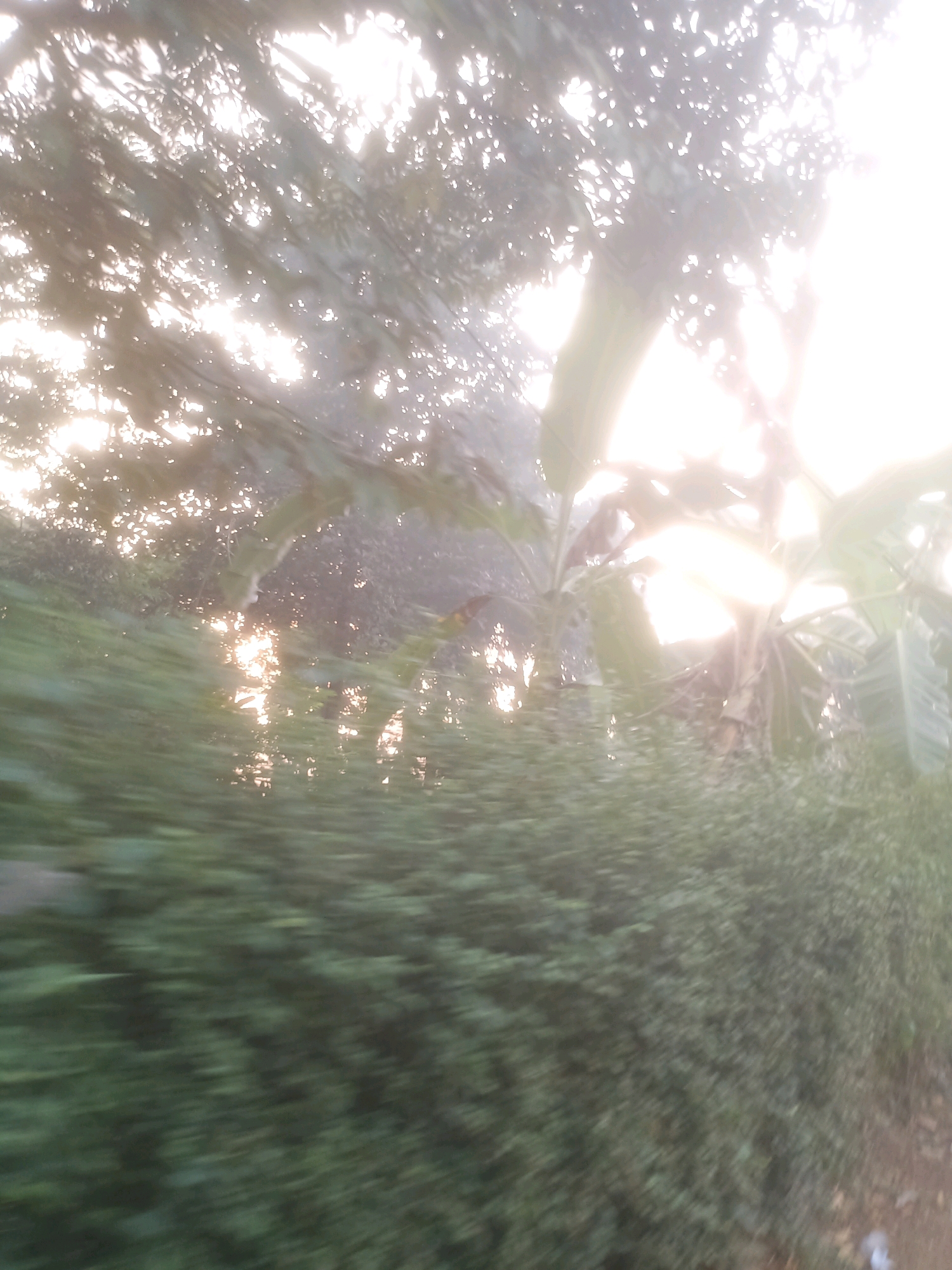 The image shows a sun-drenched scene with foliage and trees. The sun's rays are bright, causing some overexposure in the upper right portion of the image. The foreground is filled with blurry green vegetation, suggesting motion, perhaps from a vehicle. In the background, the sunlight filters through the leaves of trees and other plants, creating a dappled effect. There are no visible people, structures, or specific landmarks that would indicate a precise location within Ciseeng, Indonesia. The overall impression is of a natural, outdoor environment bathed in sunlight.