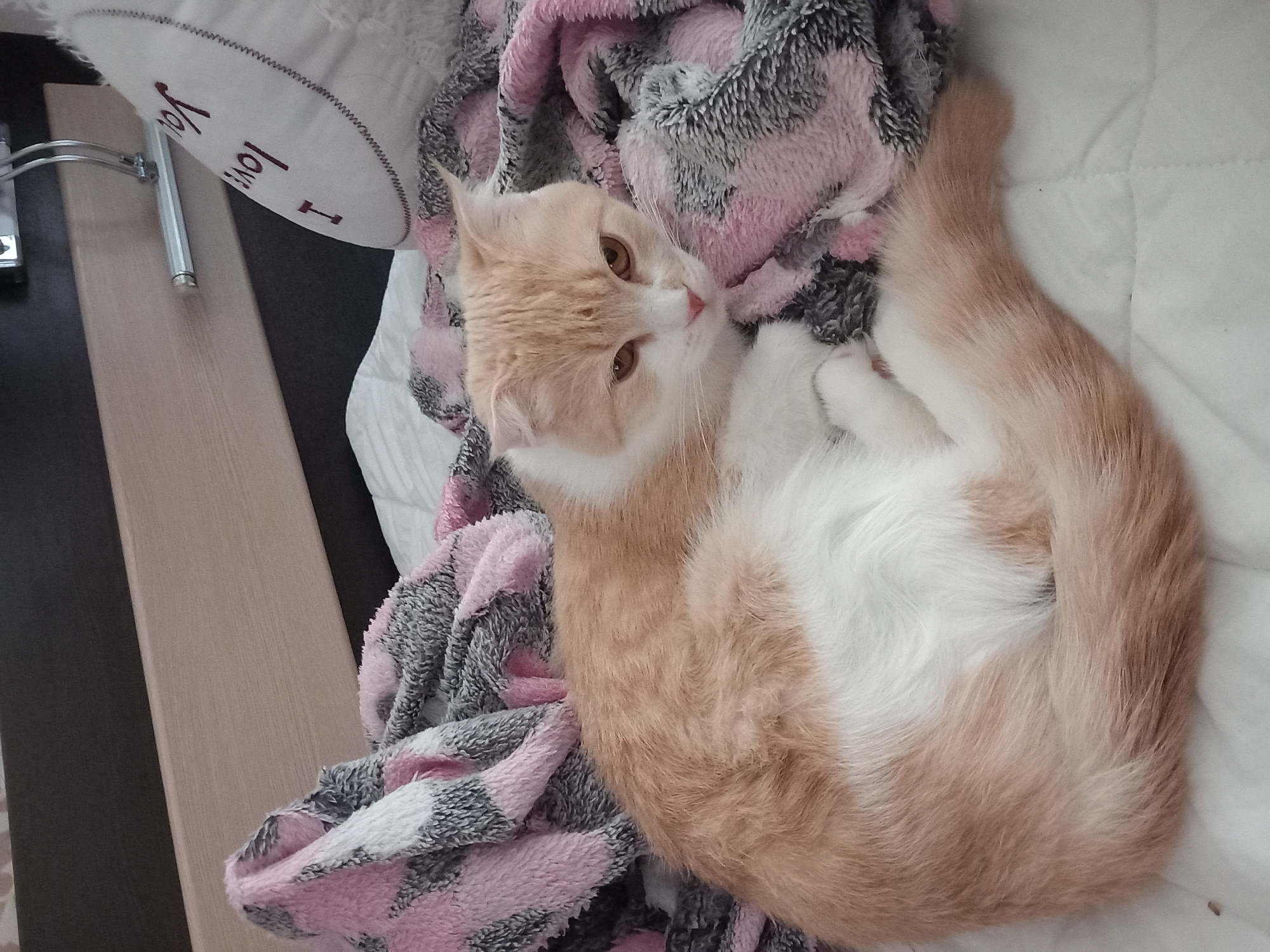 A light orange and white cat is curled up on a bed with a pink and gray fuzzy blanket. The cat has large amber eyes and is looking to the right. Behind the cat, a white pillow with red text that reads "I love You" is visible. The bed appears to be in a bedroom.