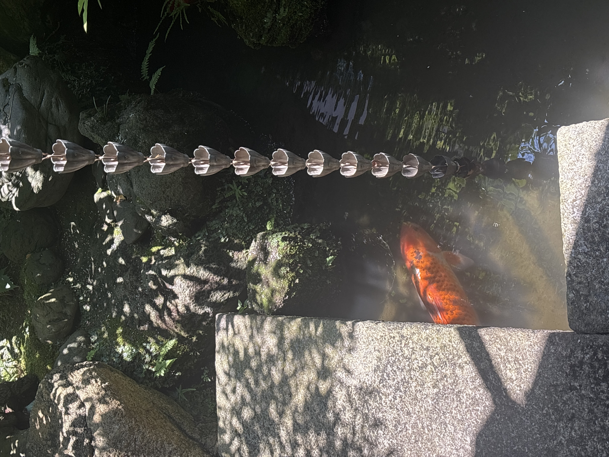 The scene depicts an outdoor garden environment in Kanazawa, Japan. A prominent orange koi fish with white markings is observed in the clear water in the lower-left section, positioned alongside a light-colored, textured stone slab. Overhead foliage casts dappled shadows across the stone surface and the surrounding ground. To the right, a traditional kusari-doi (rain chain) composed of interconnected metal, cup-shaped elements descends vertically, with its lower end submerged in the water, causing ripples. Large natural rocks, some covered in moss and small green plants including ferns, define the edges of the water body and form the background. The water appears dark in areas, reflecting light and elements above. No individuals are visible.