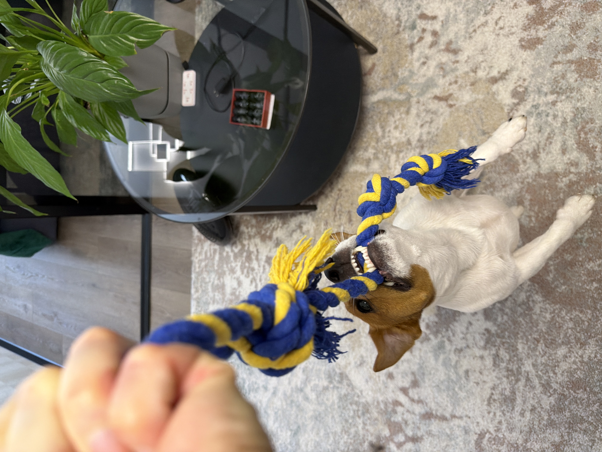 An overhead shot shows a person playing tug-of-war with a Jack Russell Terrier. The dog is on its back, gripping a blue and yellow rope toy with its teeth. The dog’s mouth is open, and its teeth are visible. The person’s hand, blurred with motion, holds the other end of the rope. The scene takes place indoors, on a light-colored rug with a subtle pattern. To the left, a dark, glass-topped coffee table is visible, with a large green plant on it. The table also reflects what appears to be a remote control and a small, decorative item that resembles a miniature book. The background includes a wooden floor and a glimpse of furniture. The lighting suggests it is daytime, and the atmosphere is playful and energetic, with the dog clearly engaged in the game. No visible text is present in the image. The location is identified as Moscow, Russia.