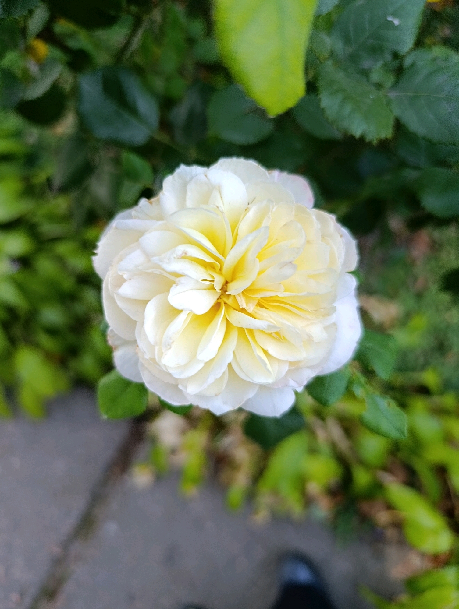 The image is a top-down, close-up shot of a pale yellow and white rose in bloom, positioned slightly off-center to the right. The rose is the primary subject, with its petals unfurling in a spiral pattern, revealing a deeper yellow at its core. The background consists of blurred green foliage, suggesting a garden or park setting. A portion of a paved walkway, appearing gray and textured, is visible in the lower left quadrant. A dark shoe, likely belonging to a person, is partially visible in the extreme lower right corner. The lighting appears natural, with soft shadows indicating an outdoor environment. The scene does not provide any specific landmarks or indicators of its location within the city of Cherkasy, Ukraine.