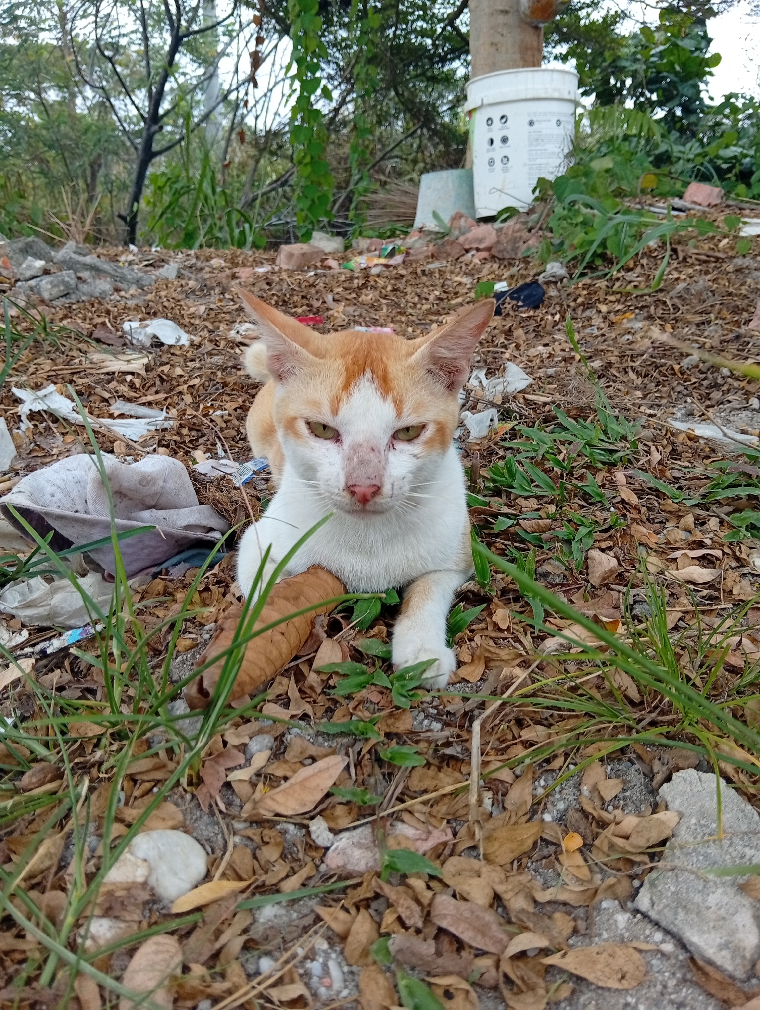 A ginger and white cat is lying on the ground, which is covered with dry leaves, grass, and debris. The cat is looking at the camera with green eyes. In the background, there are trees, bushes, and a white bucket with a lid. The environment appears to be an outdoor area, possibly a neglected backyard or alleyway, in Kualu, Indonesia.